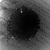 Molecules 28 05465 i006 Molecules 28 05465 i006