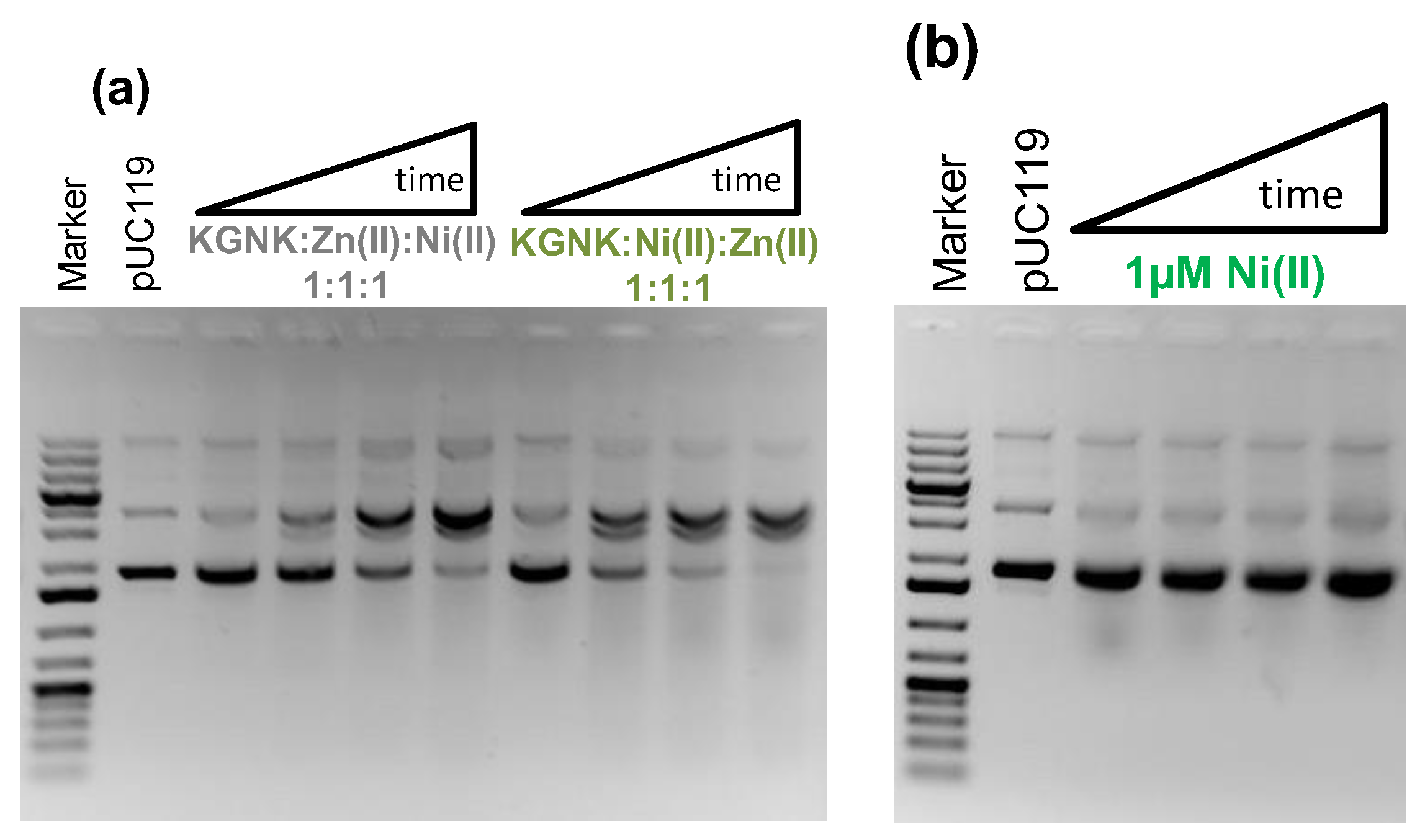 Molecules 28 05511 g009 Molecules 28 05511 g009