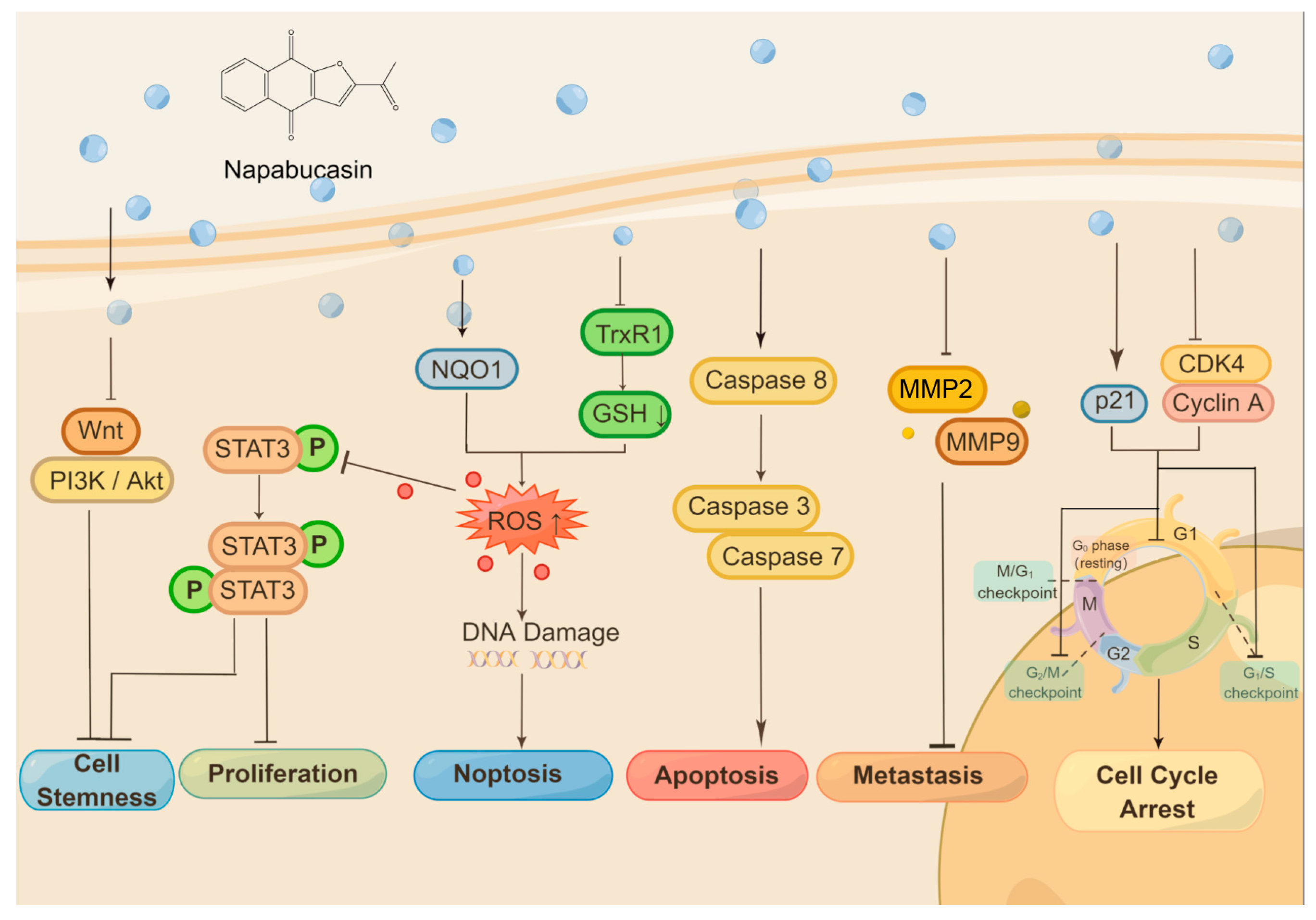 Molecules 28 05678 g001