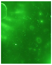 Molecules 28 05687 i013 Molecules 28 05687 i013