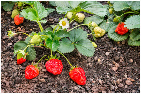 File:Wild strawberries on straw.jpg - Wikimedia Commons