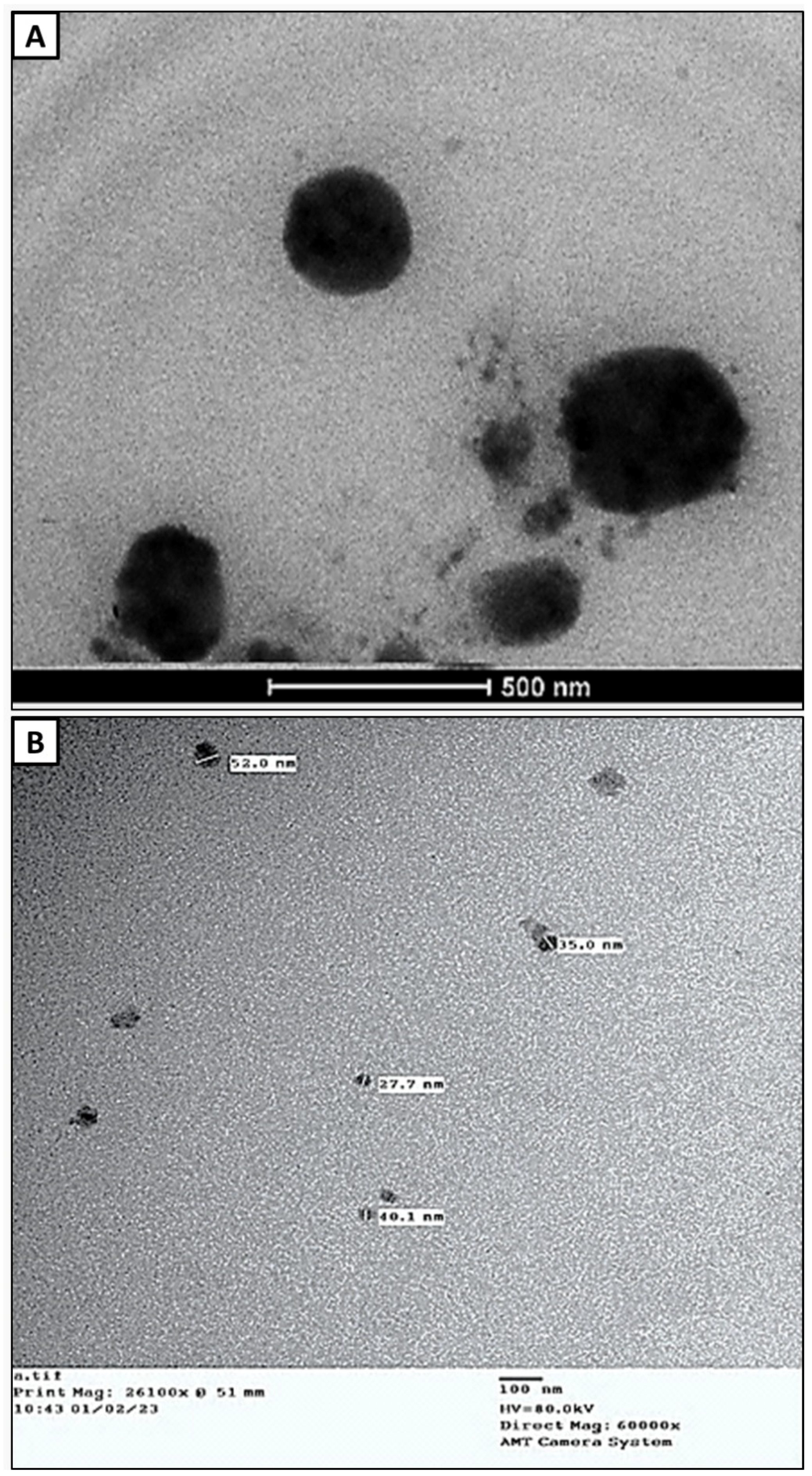 Antimicrobial, Antibiofilm, and Anticancer Activities of Syzygium 