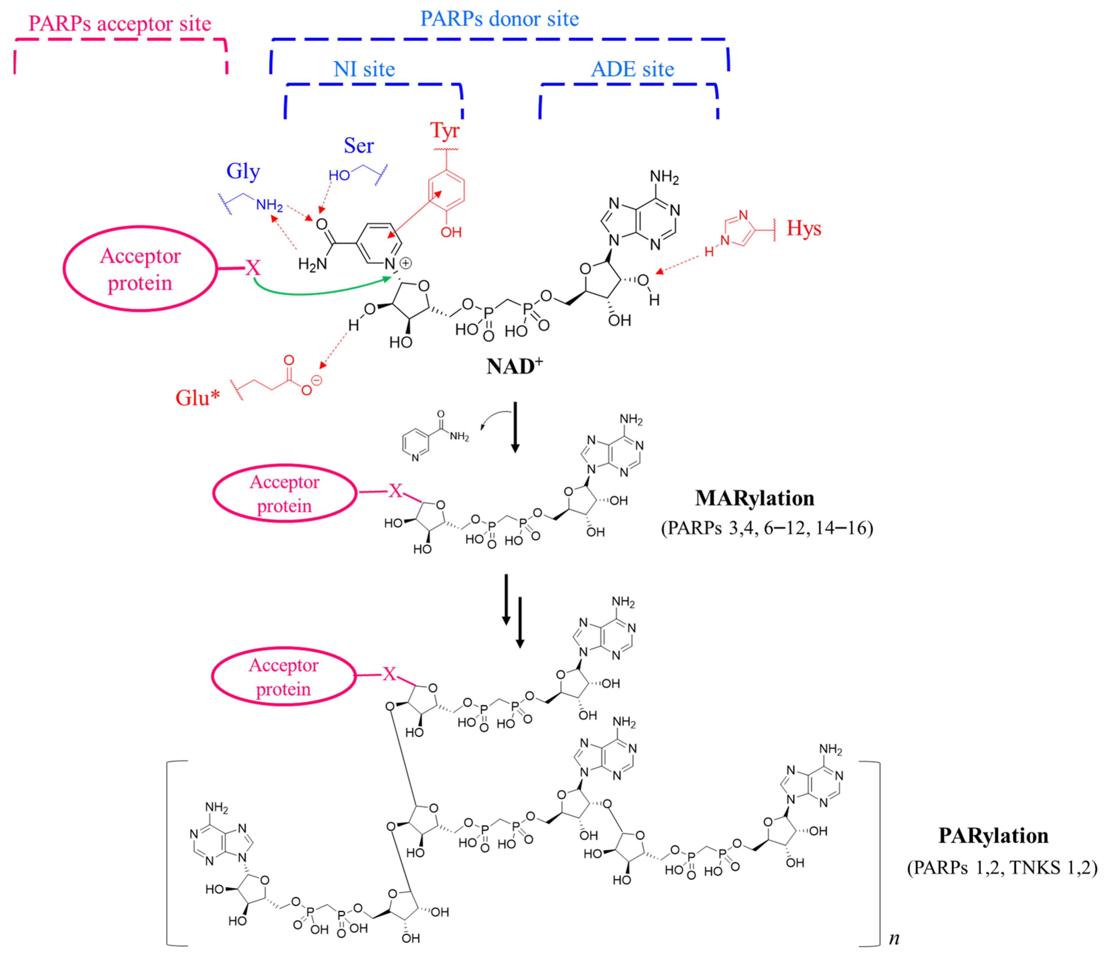 Medicinal Chemistry Perspective on Targeting Mono-ADP-Ribosylating PARPs  with Small Molecules