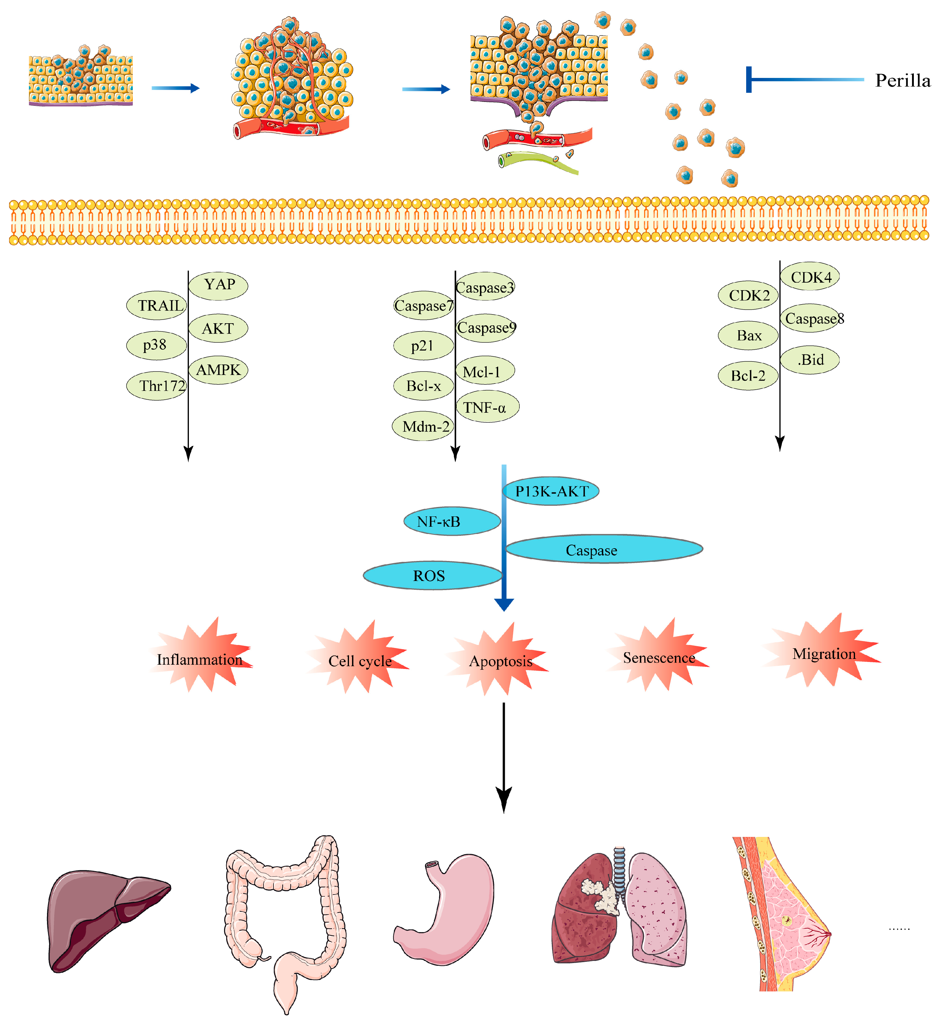 Molecules | Free Full-Text | The Role and Mechanism of Perilla 