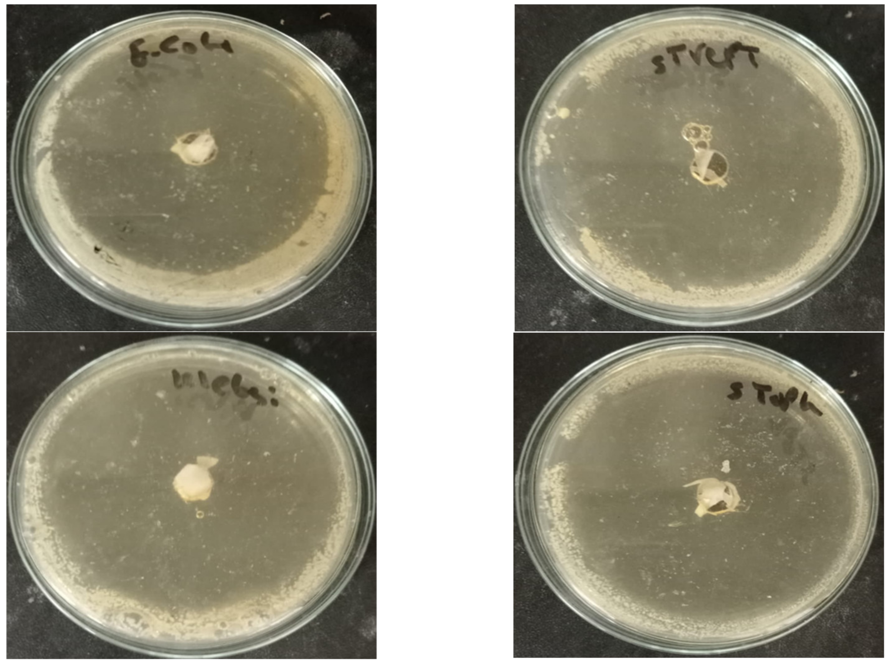 Molecules 28 05900 g010