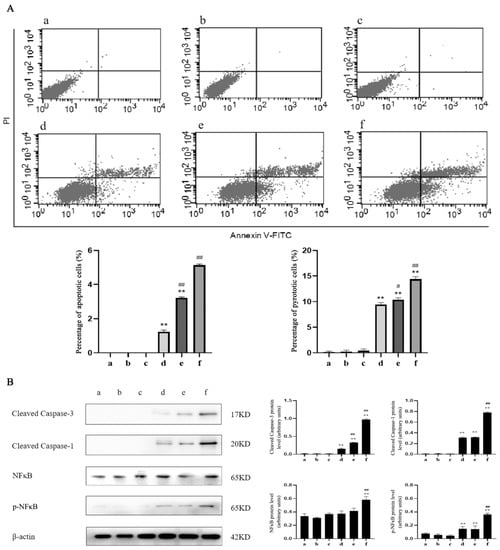 Molecules | Free Full-Text | Caspase-1 Regulates The Apoptosis And ...