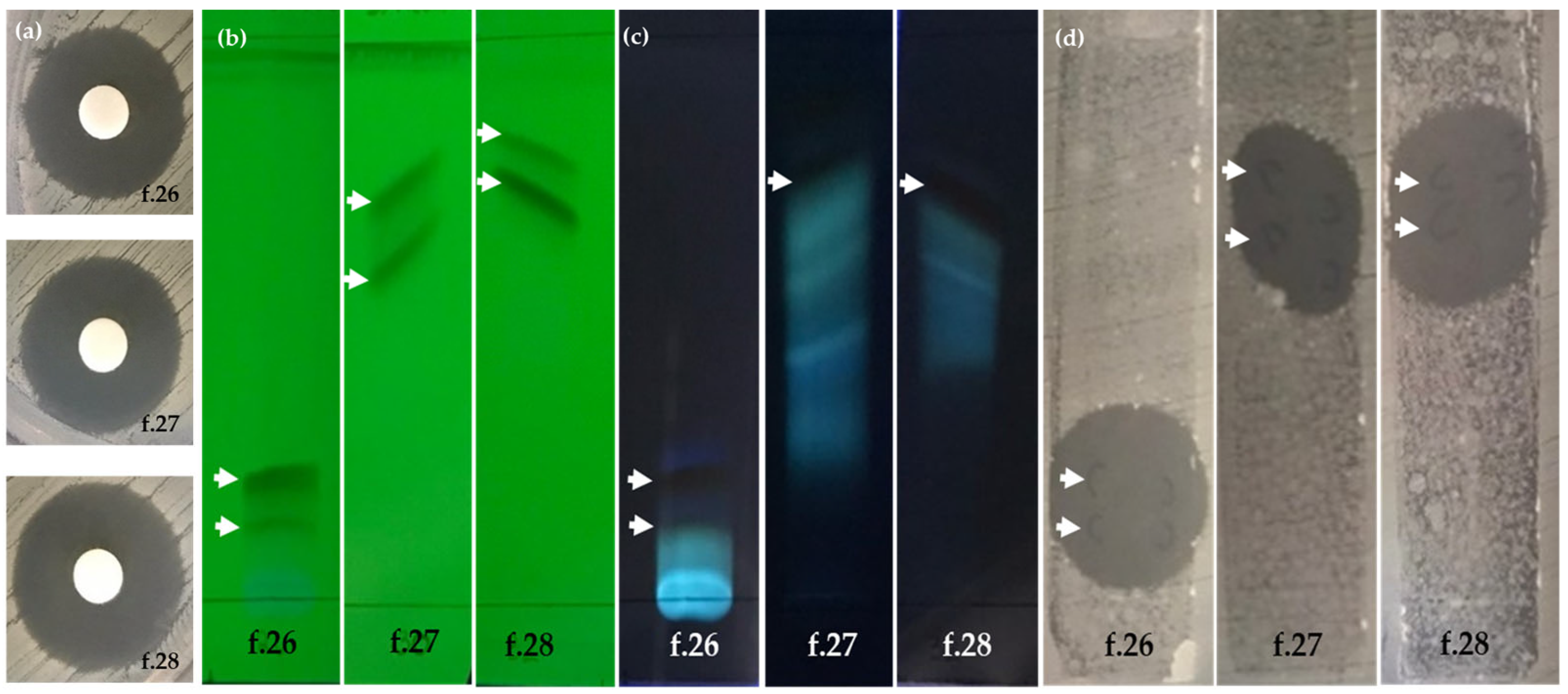 Molecules 28 05949 g004