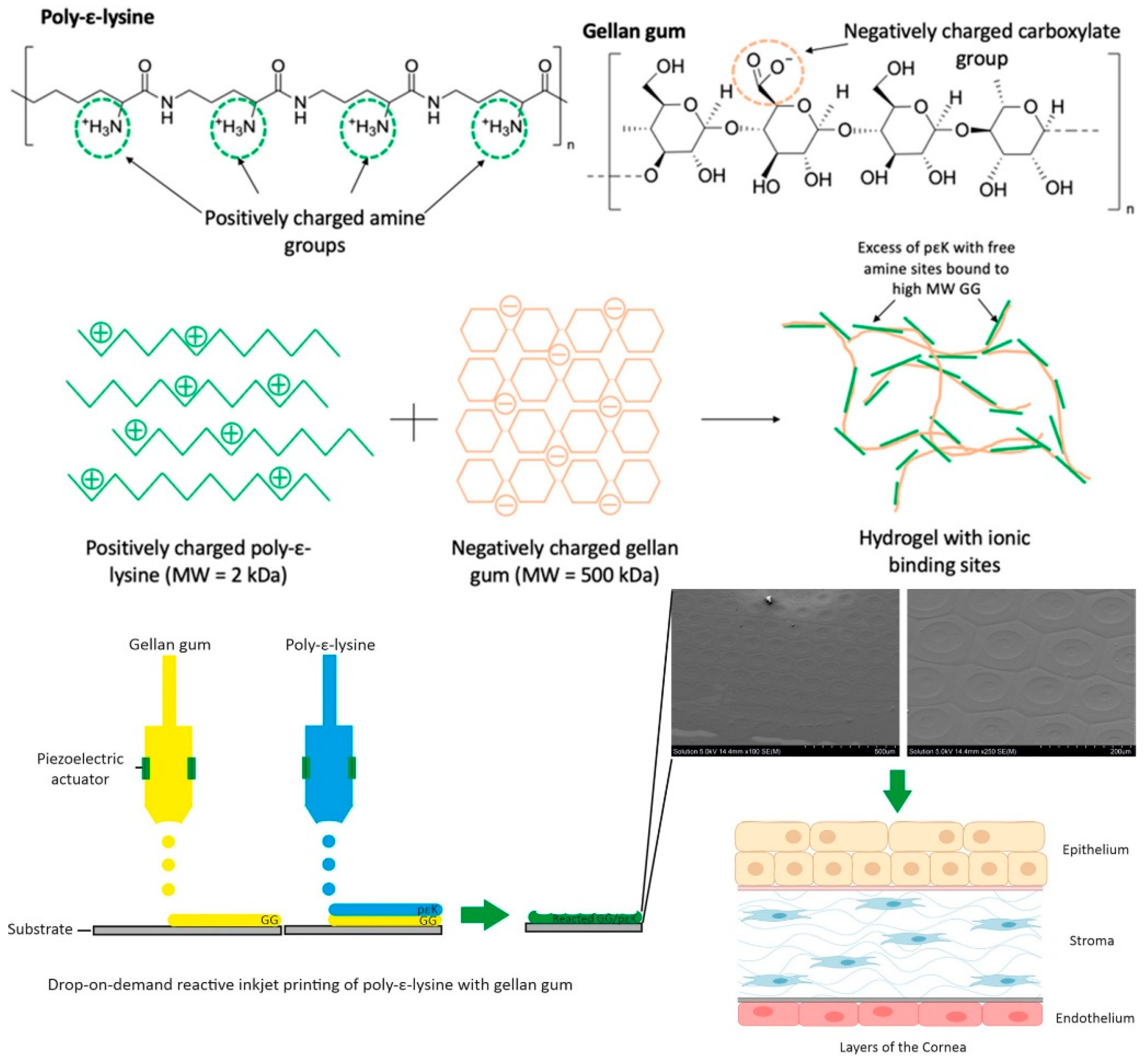 Molecules 28 06030 g021 Molecules 28 06030 g021