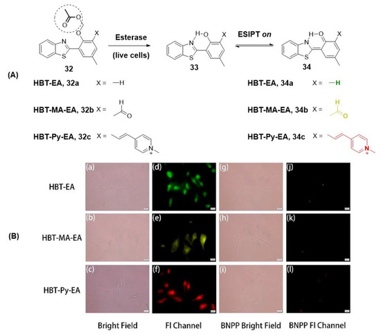 Molecules | Free Full-Text | New Advances in the Exploration of Esterases  with PET and Fluorescent Probes