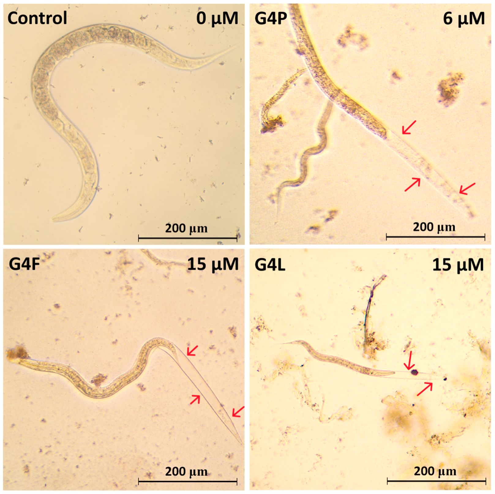 Molecules 28 06334 g009