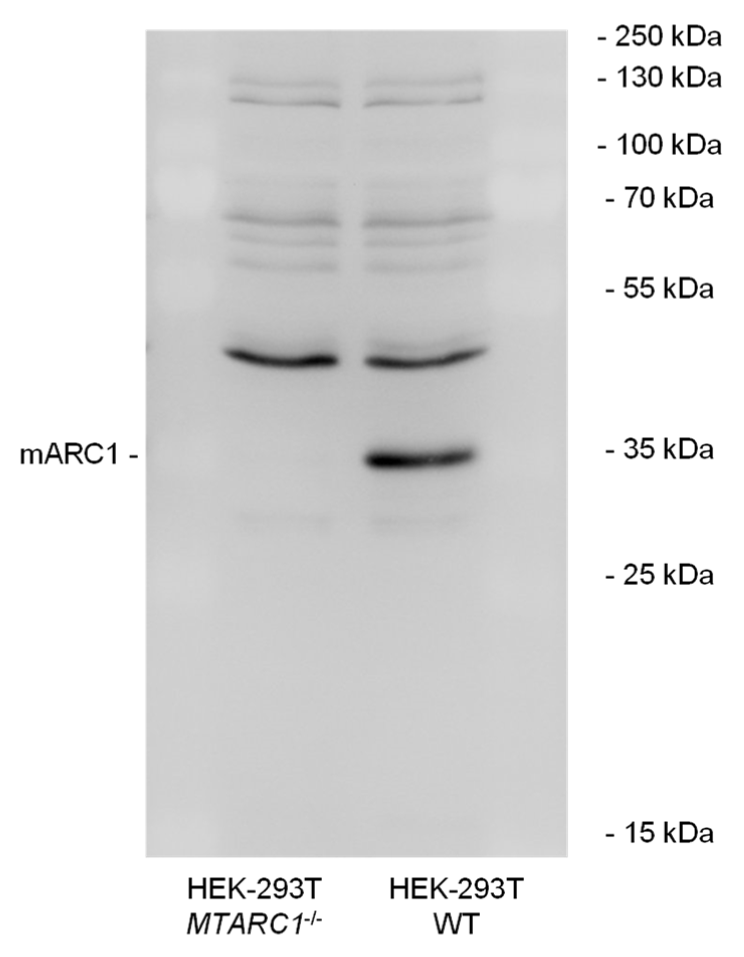 Molecules 28 06384 g003