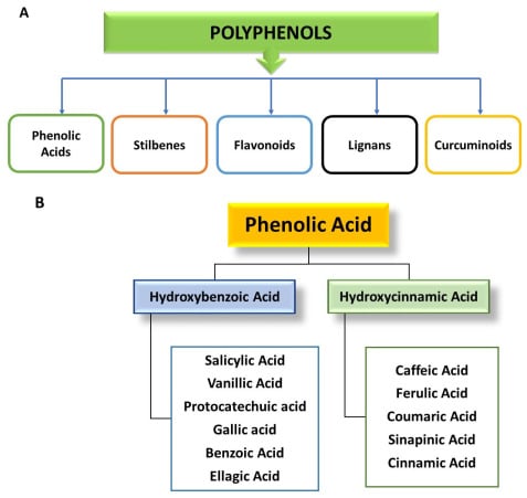 Molecules Free Full Text Plant Polyphenols and Their Potential