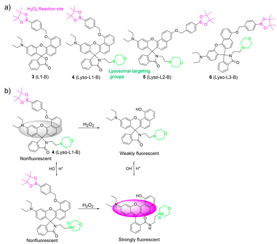 Molecules | Free Full-Text | Recent Development of Lysosome 