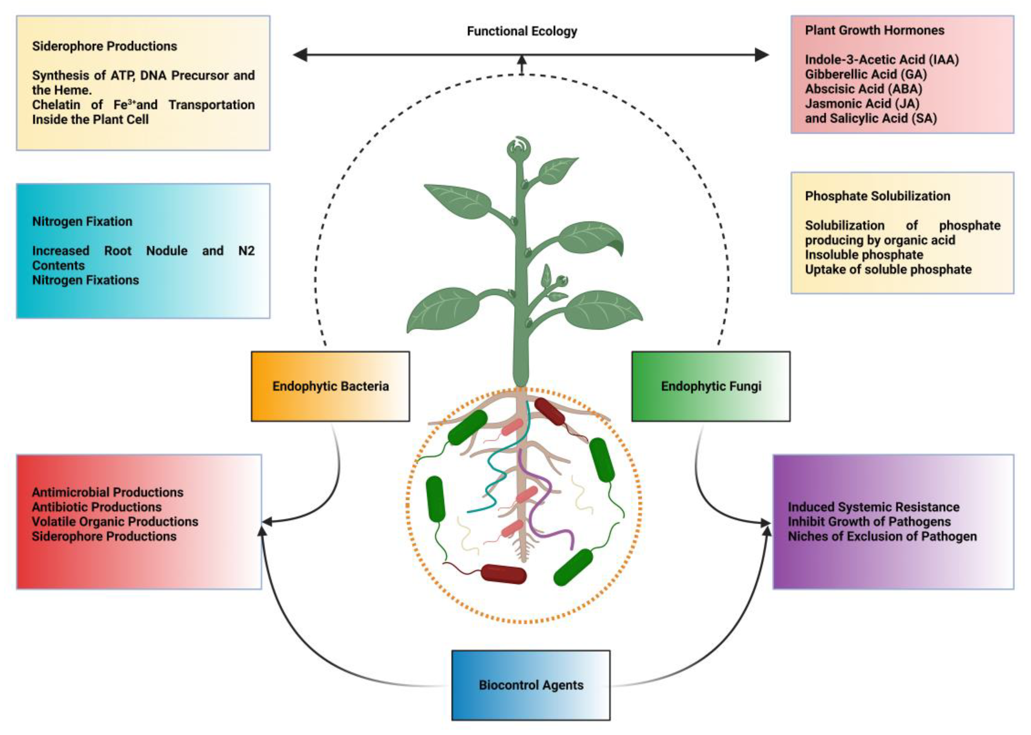 Molecules | Free Full-Text | Bacterial and Fungal Biocontrol Agents for  Plant Disease Protection: Journey from Lab to Field, Current Status,  Challenges, and Global Perspectives