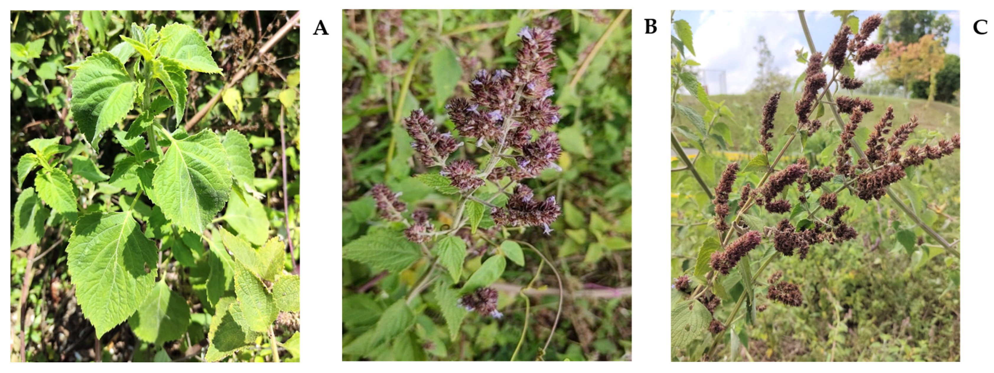 Molecules 28 06767 g003