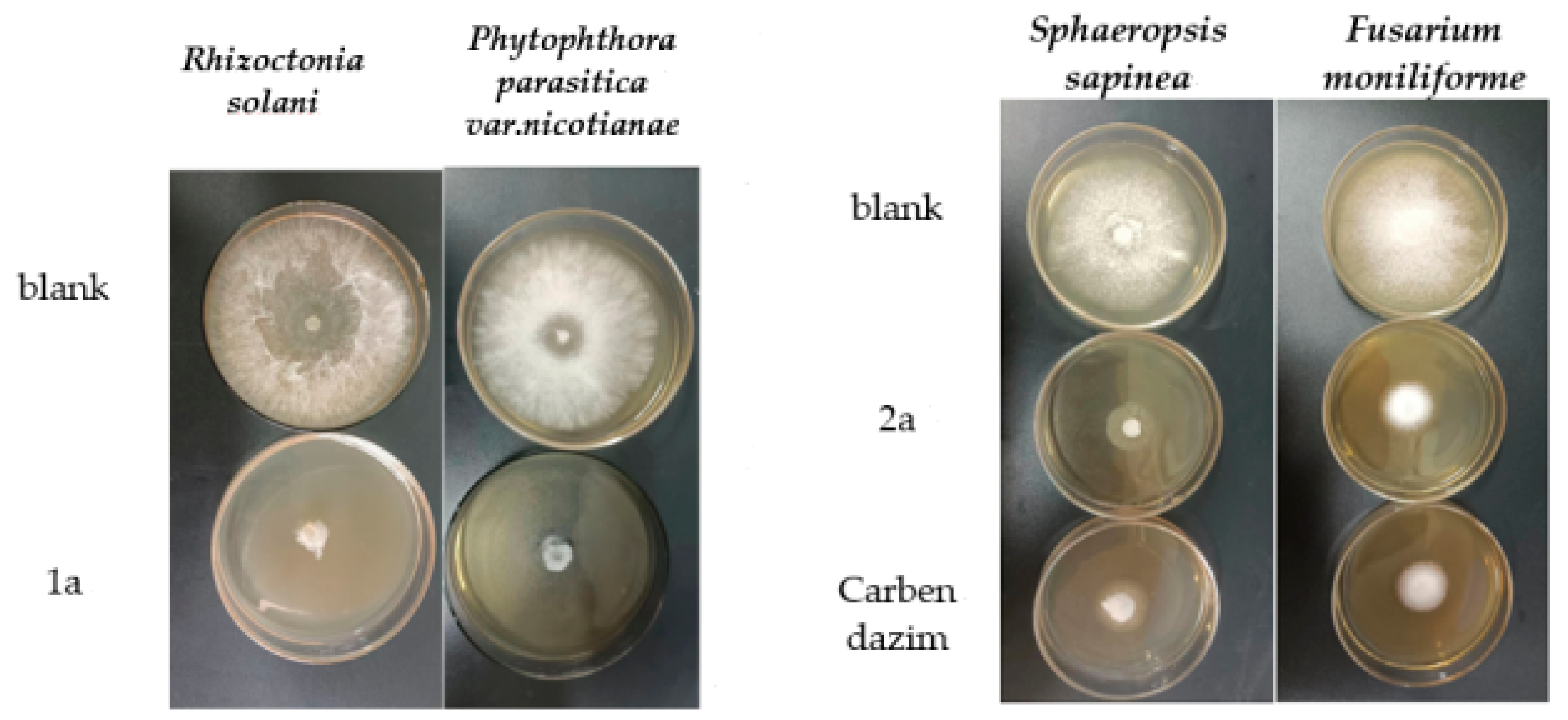 Molecules 28 06970 g010