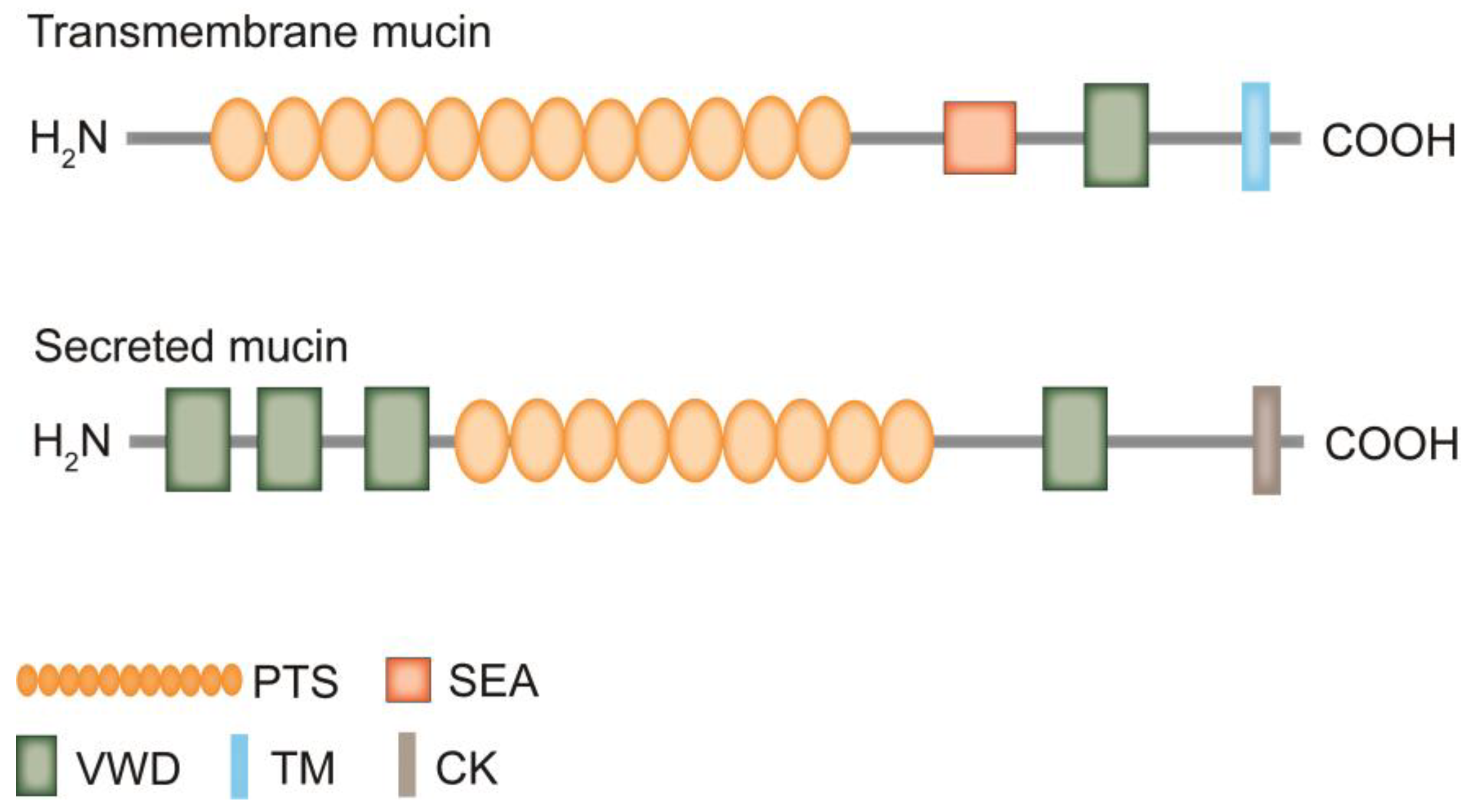 Schematic representation of MUC1 structure. (A) The structure of