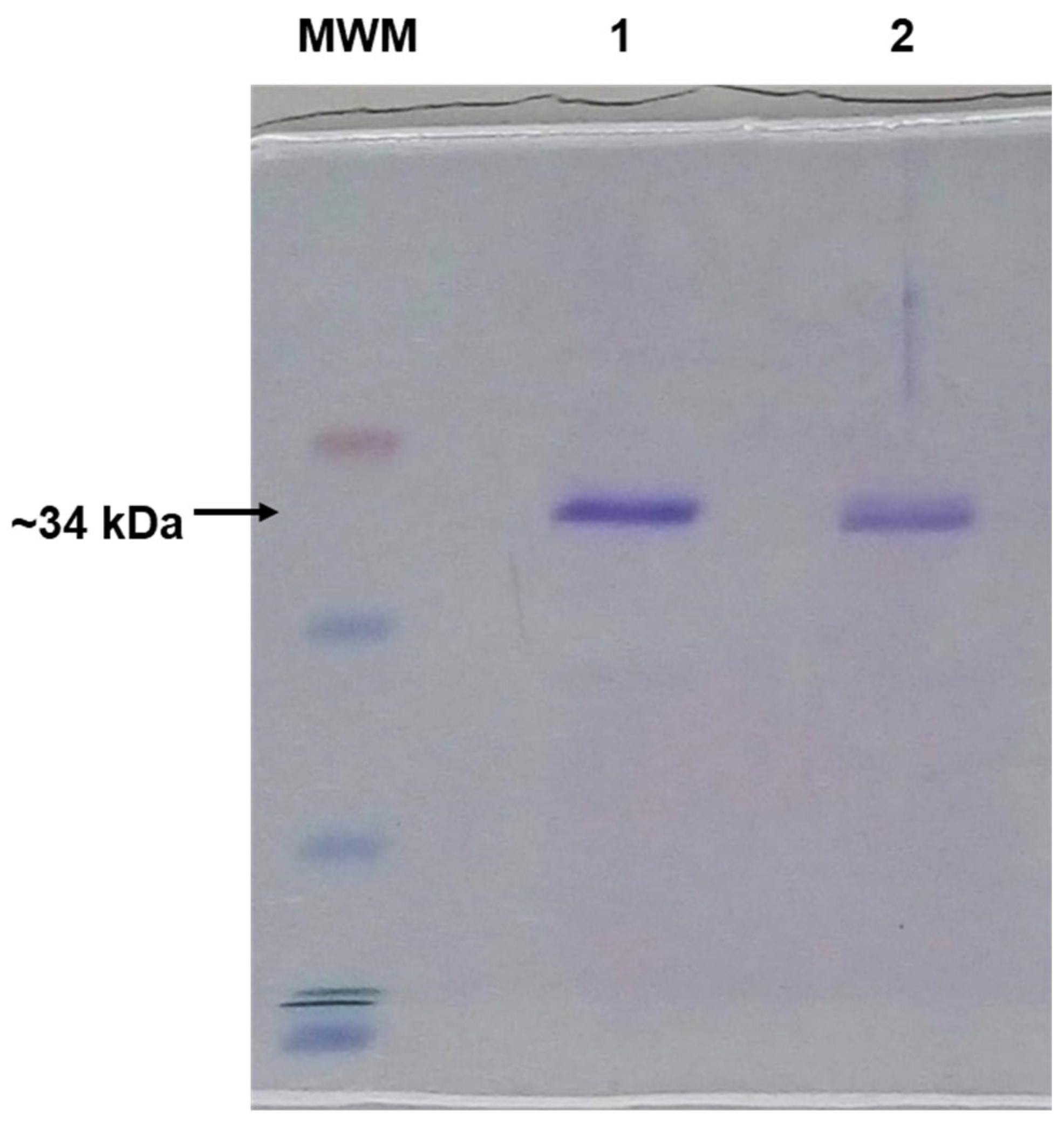 Molecules 28 07138 g008