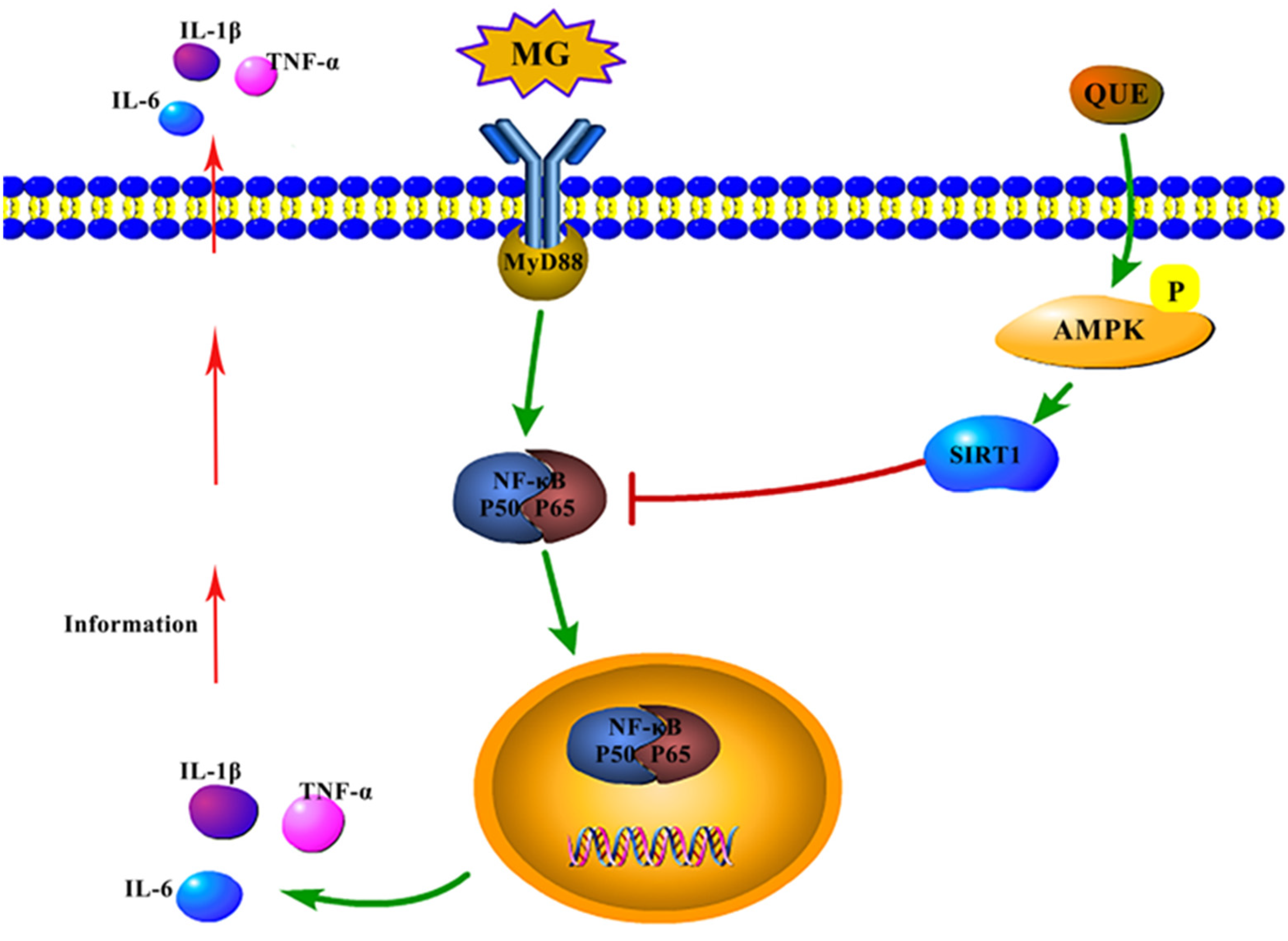 Molecules | Free Full-Text | Quercetin and AMPK: A Dynamic Duo in ...