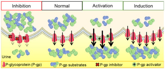 Combining Machine Learning and Molecular Dynamics to Predict P-Glycoprotein  Substrates