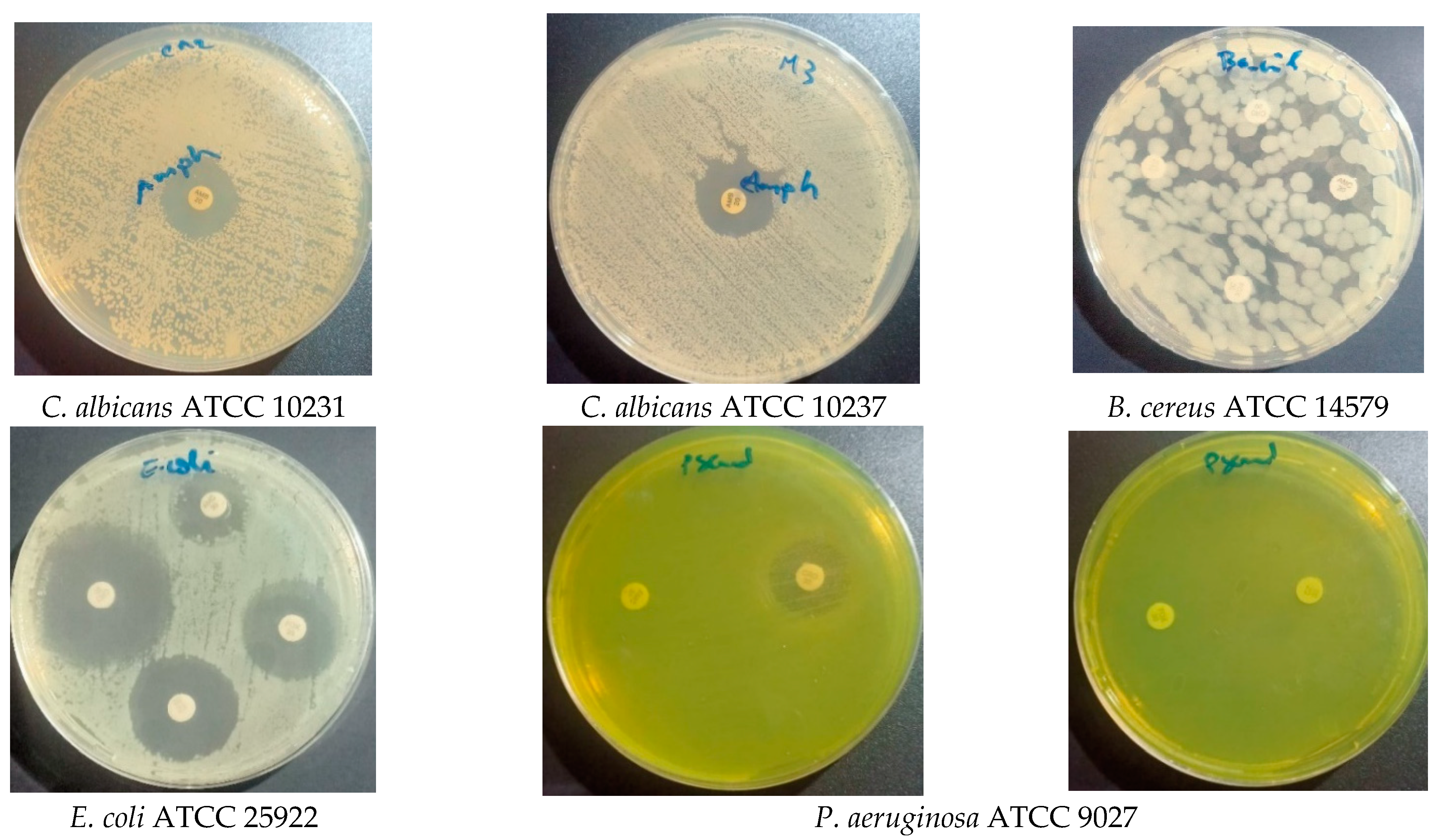 Molecules 28 07801 g005a