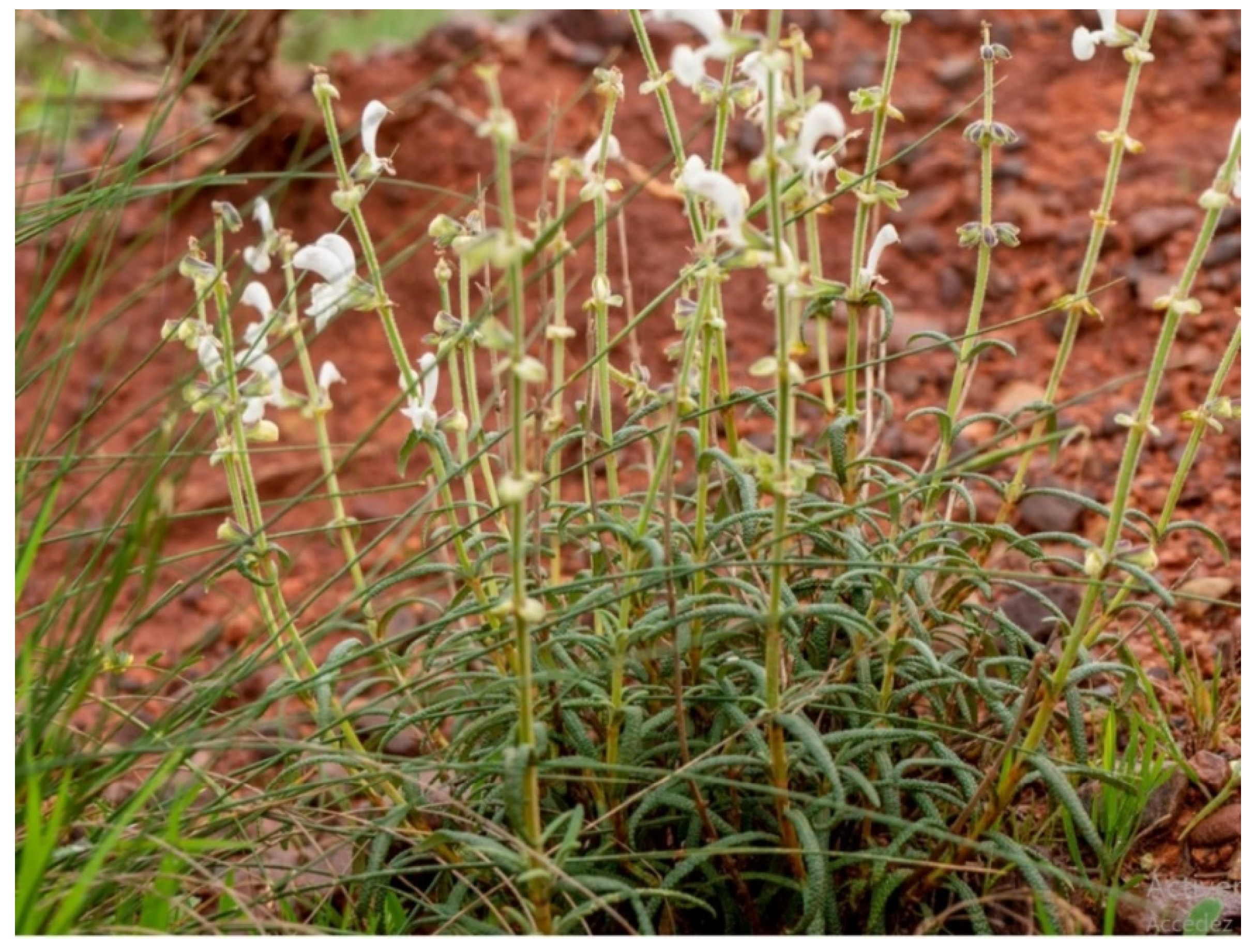 Molecules 28 07801 g006