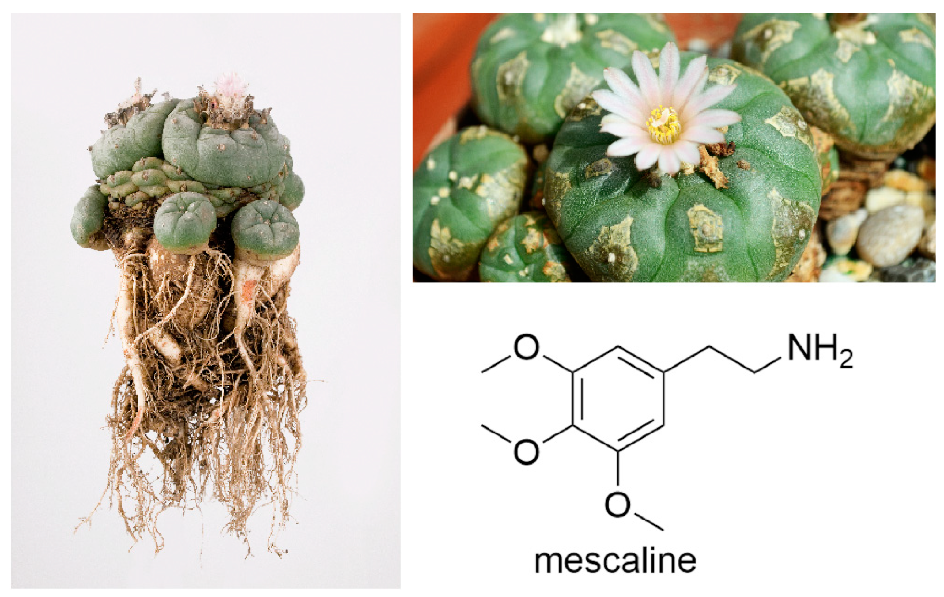 Molecules | Free Full-Text | An Overview on the Hallucinogenic Peyote and  Its Alkaloid Mescaline: The Importance of Context, Ceremony and Culture