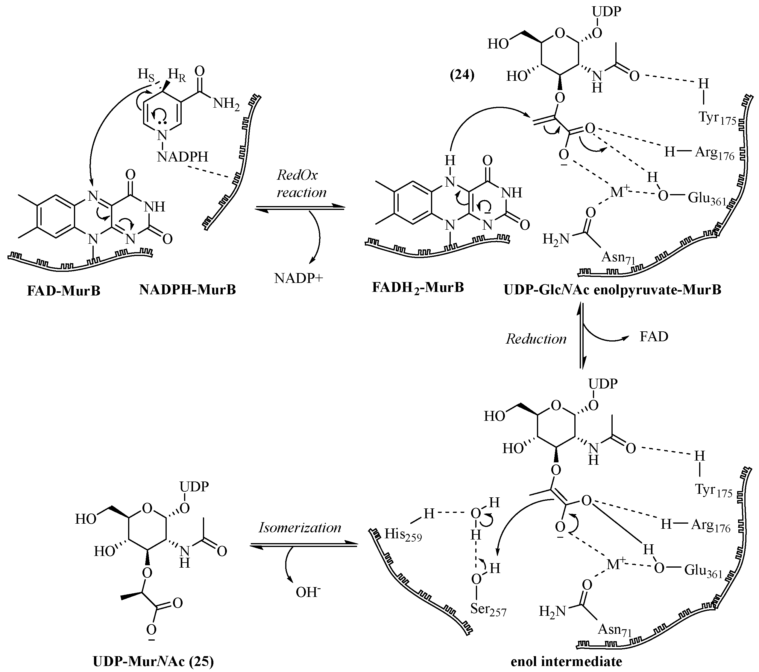 Molecules 28 08076 sch004 Molecules 28 08076 sch004
