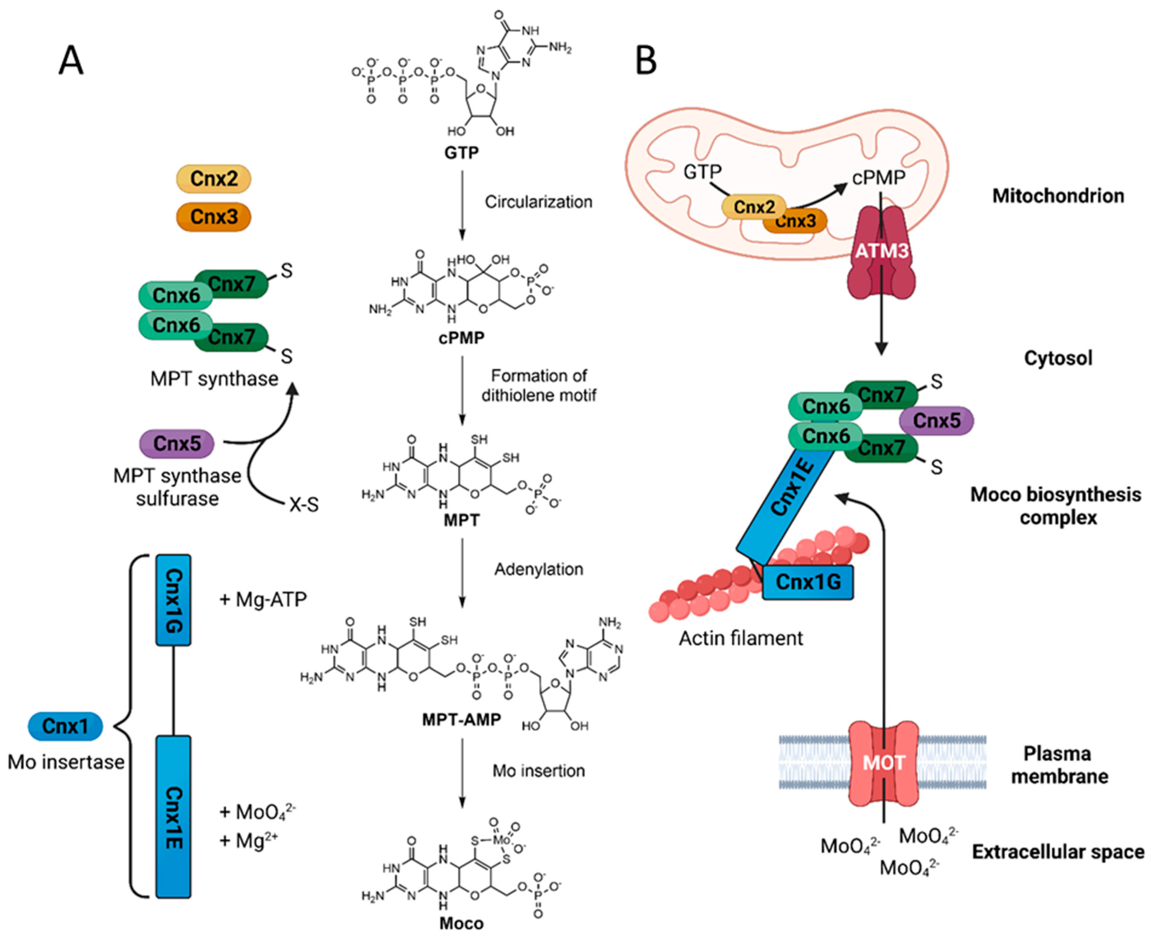 Molecules Free Full Text The Mechanisms of Molybdate