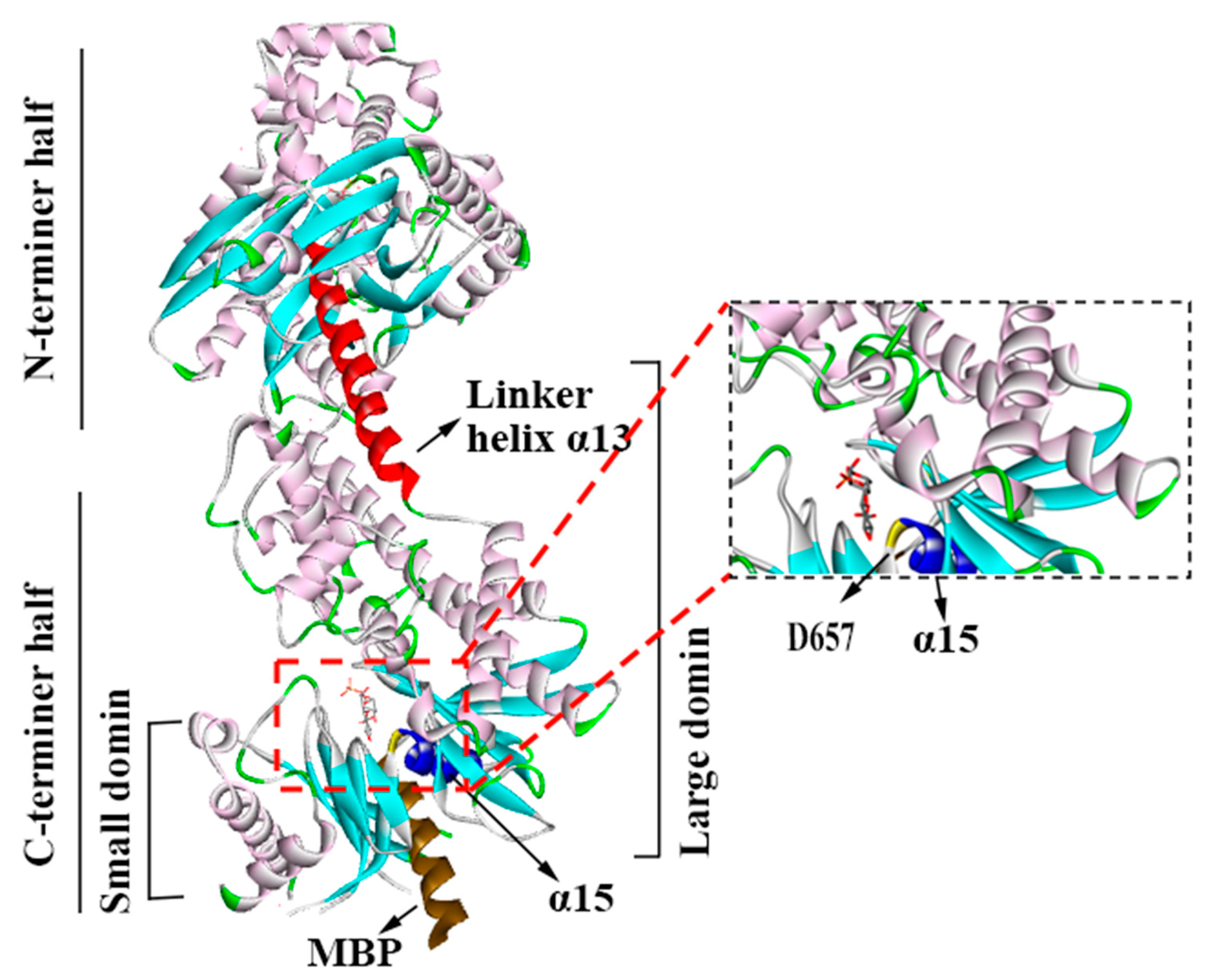 Molecules | Free Full-Text | The Promoting Role of HK II in Tumor