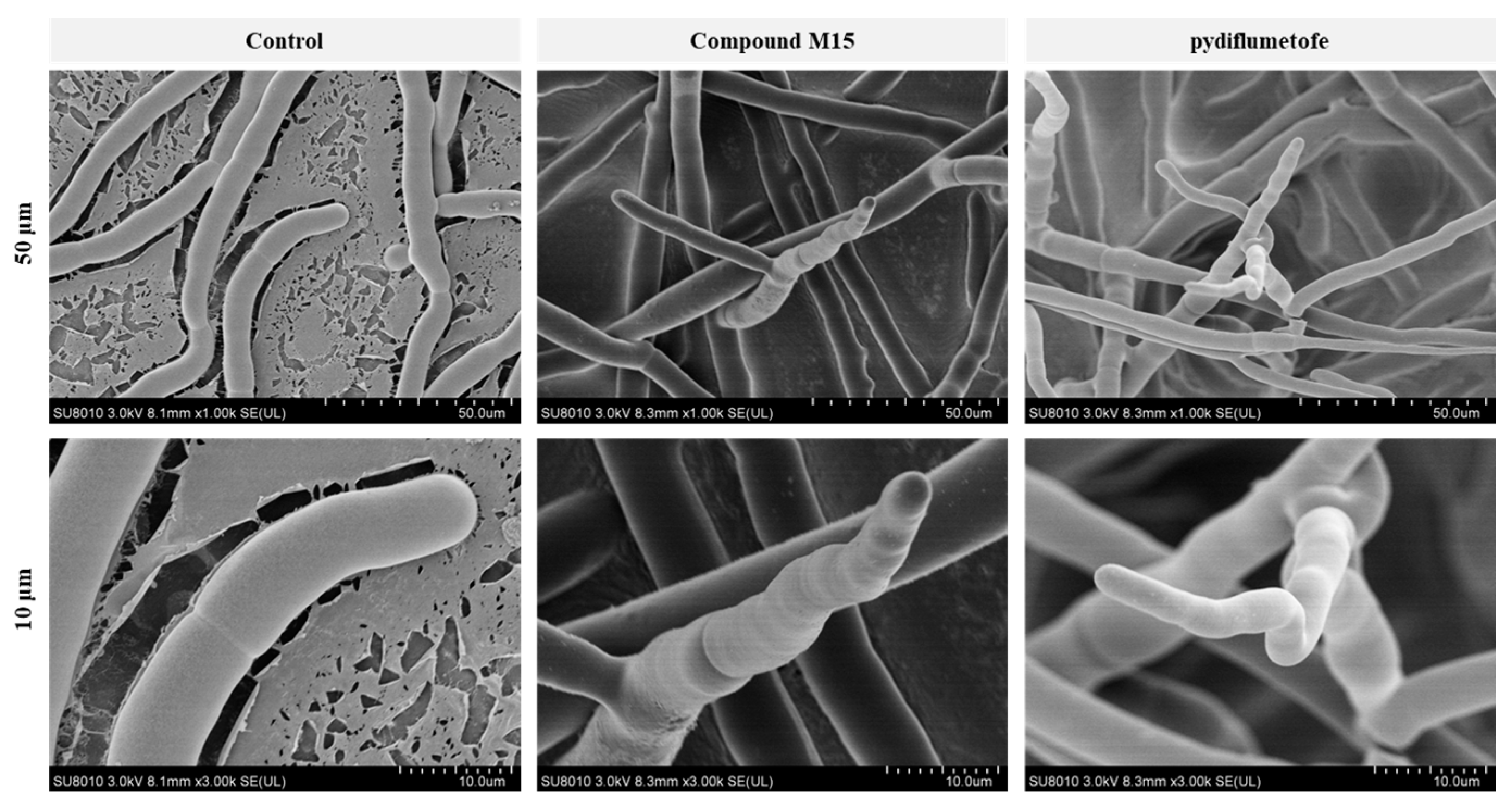 Molecules 29 00083 g005
