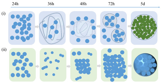 Rational construction of hierarchical SAPO-34 with enhanced MTO