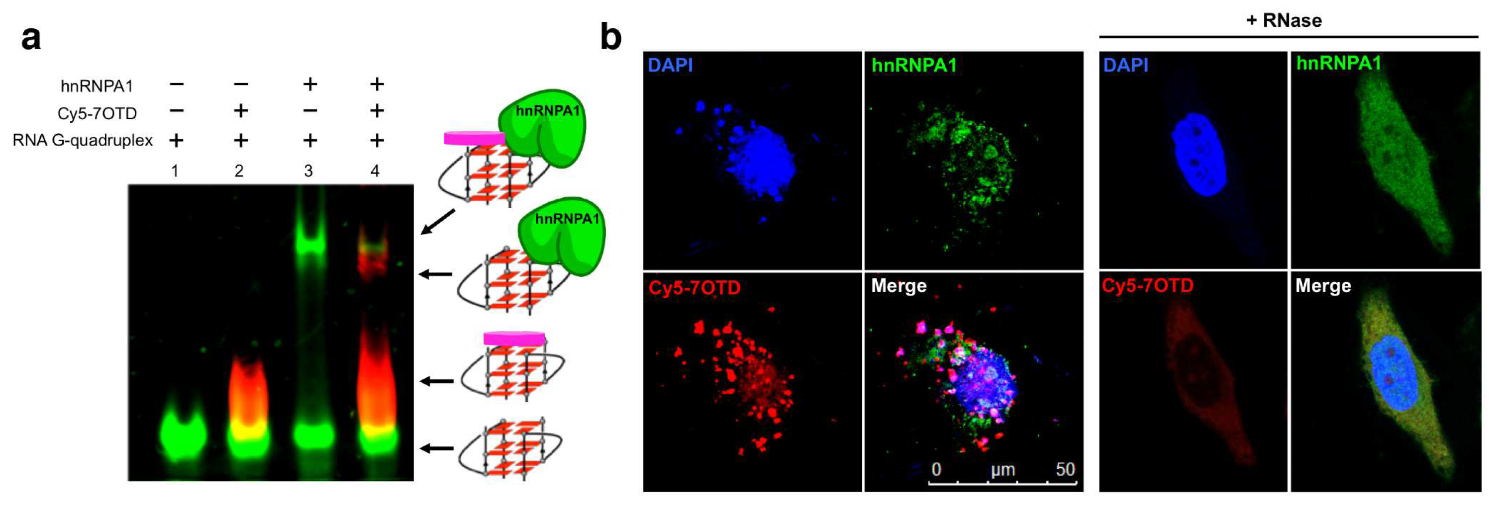 Molecules 29 00174 g007