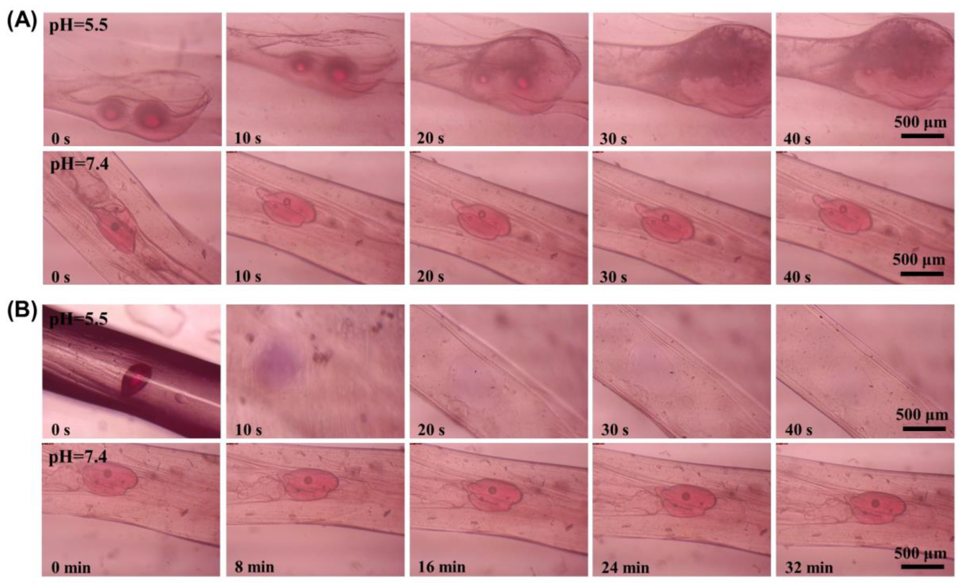 Molecules 29 00193 g004
