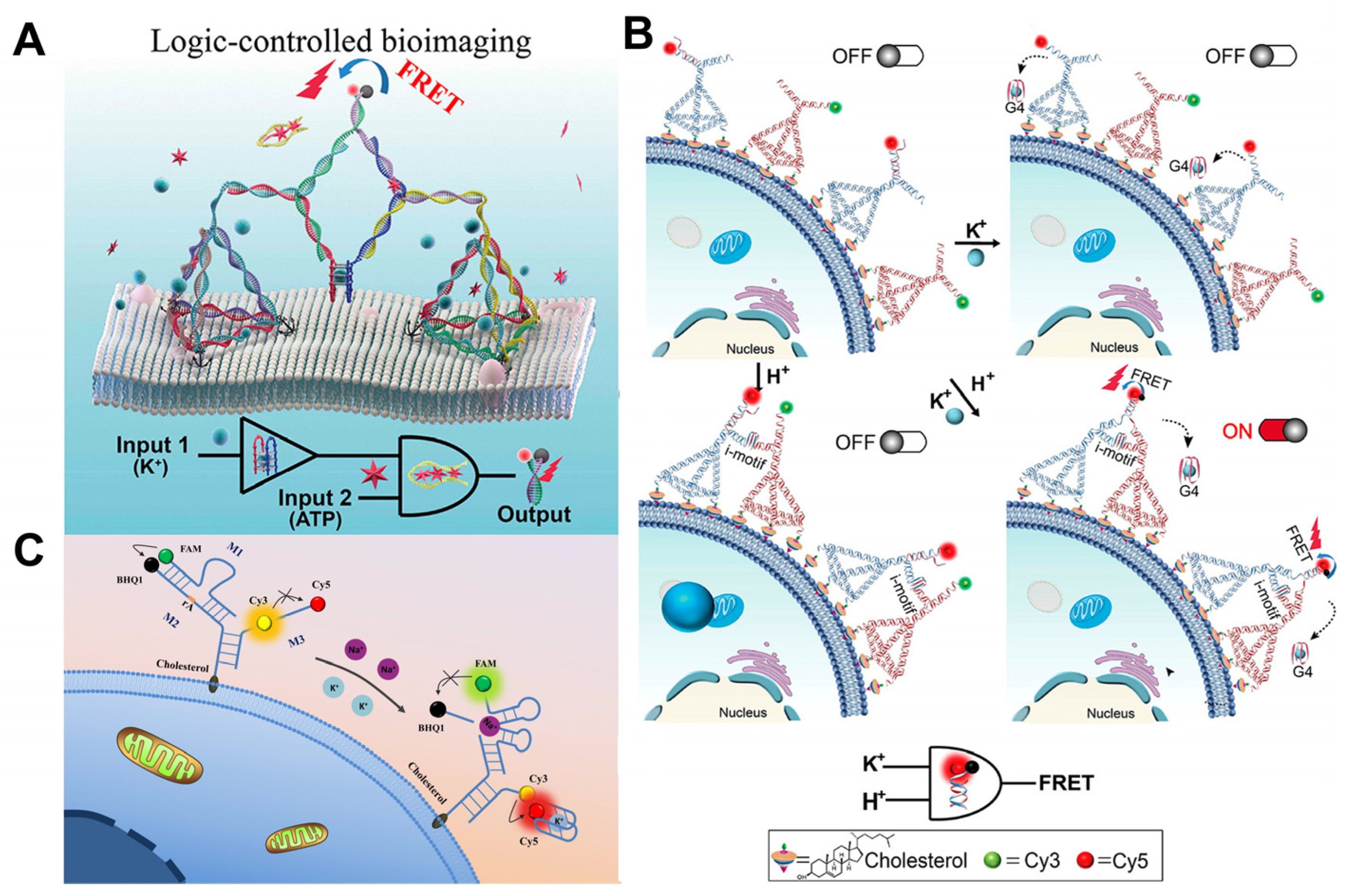 Molecules | Free Full-Text | DNA-Based Fluorescent Nanoprobe for 