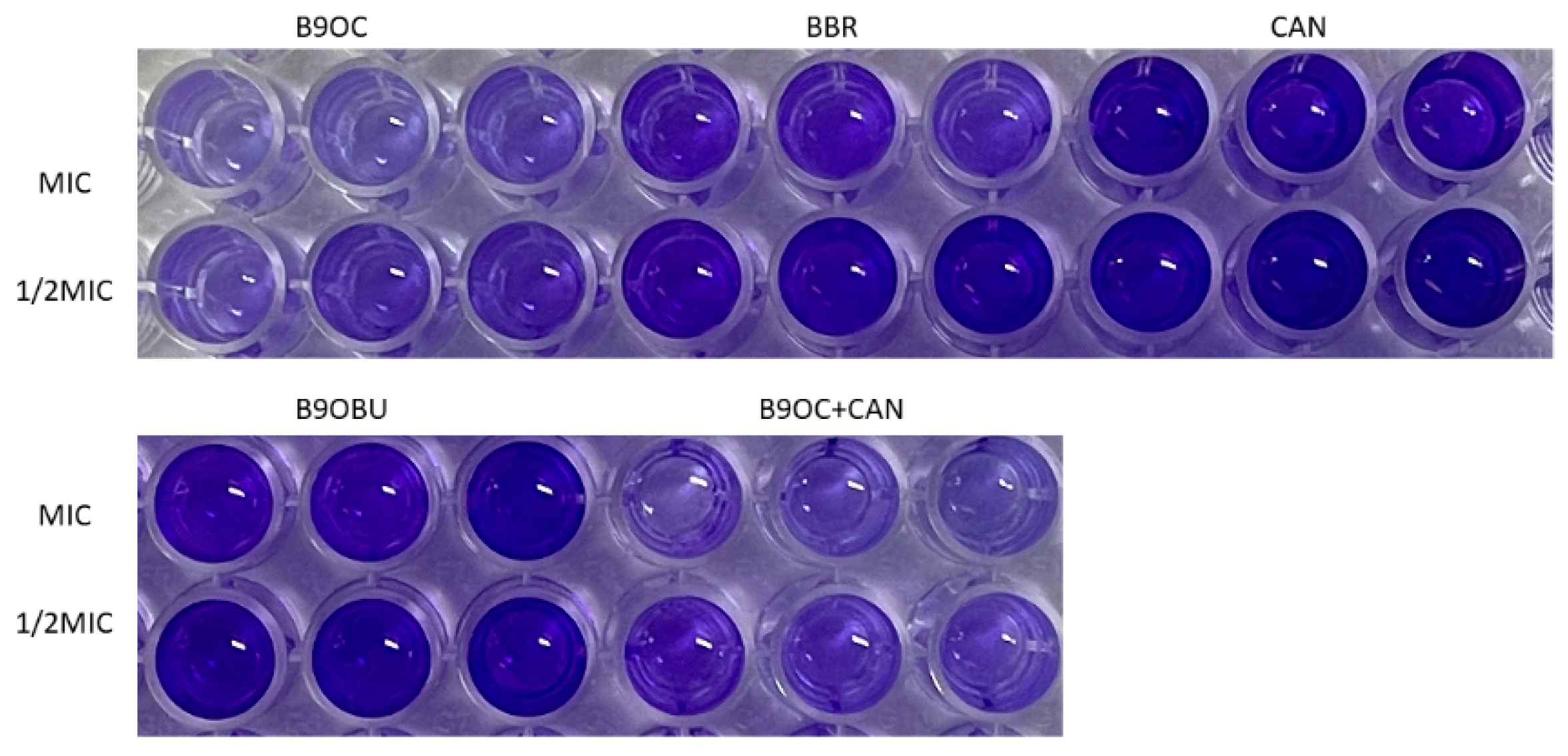 Molecules 29 00273 g006