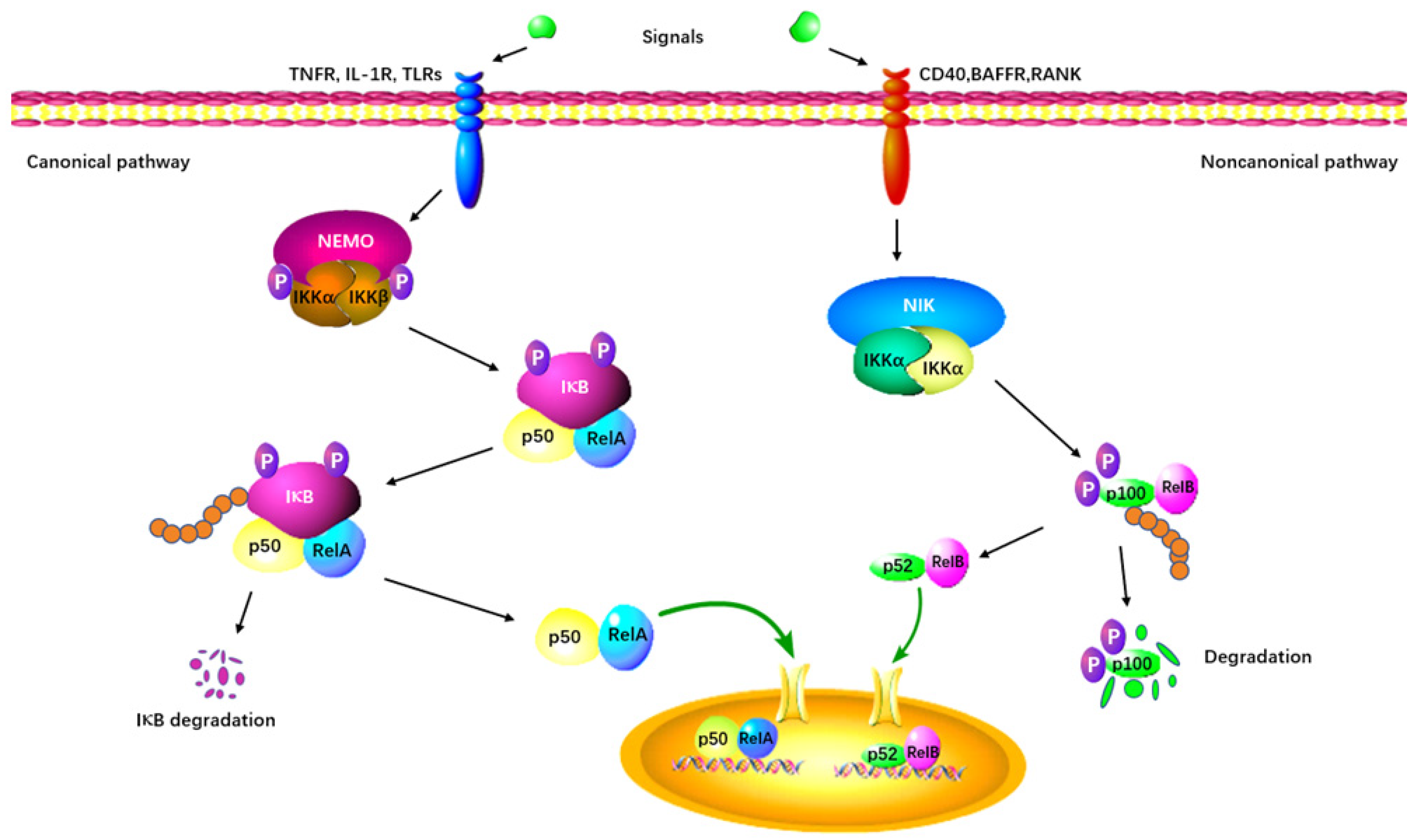 Molecules 29 00360 g005 Molecules 29 00360 g005