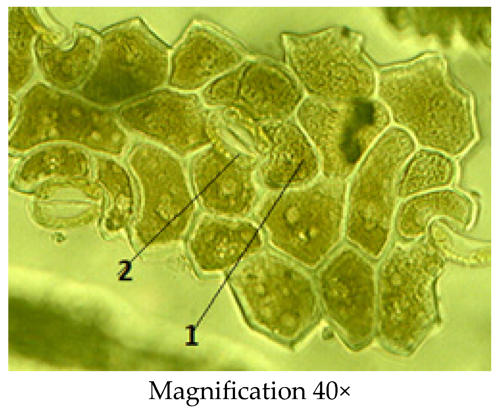 Molecules 29 00384 g005
