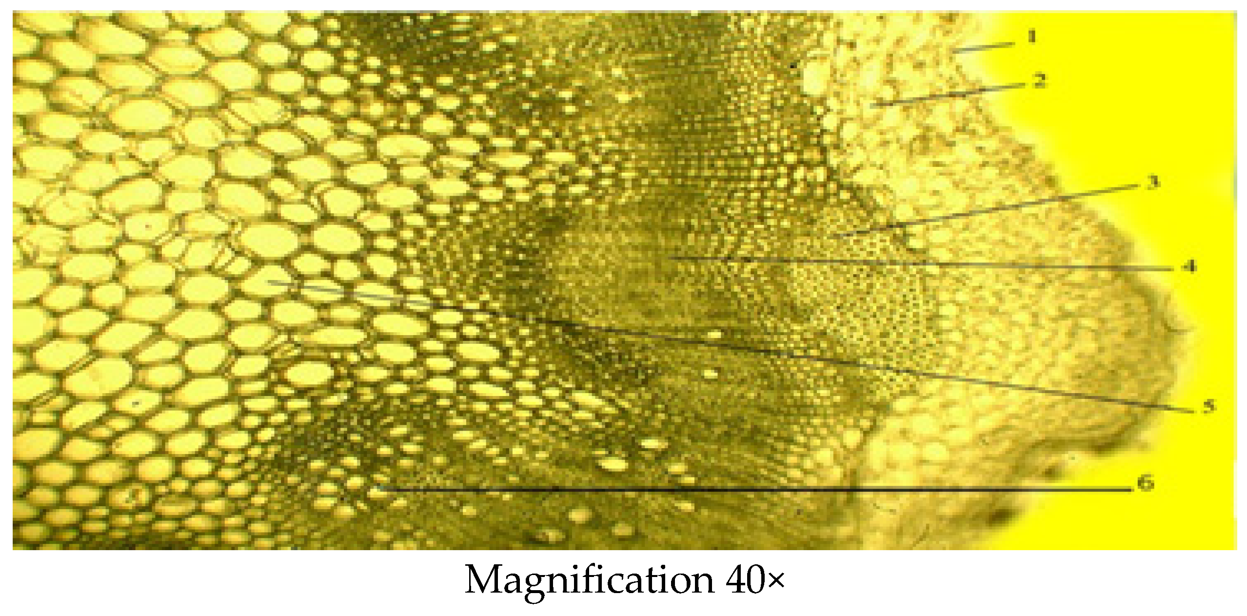 Molecules 29 00384 g006