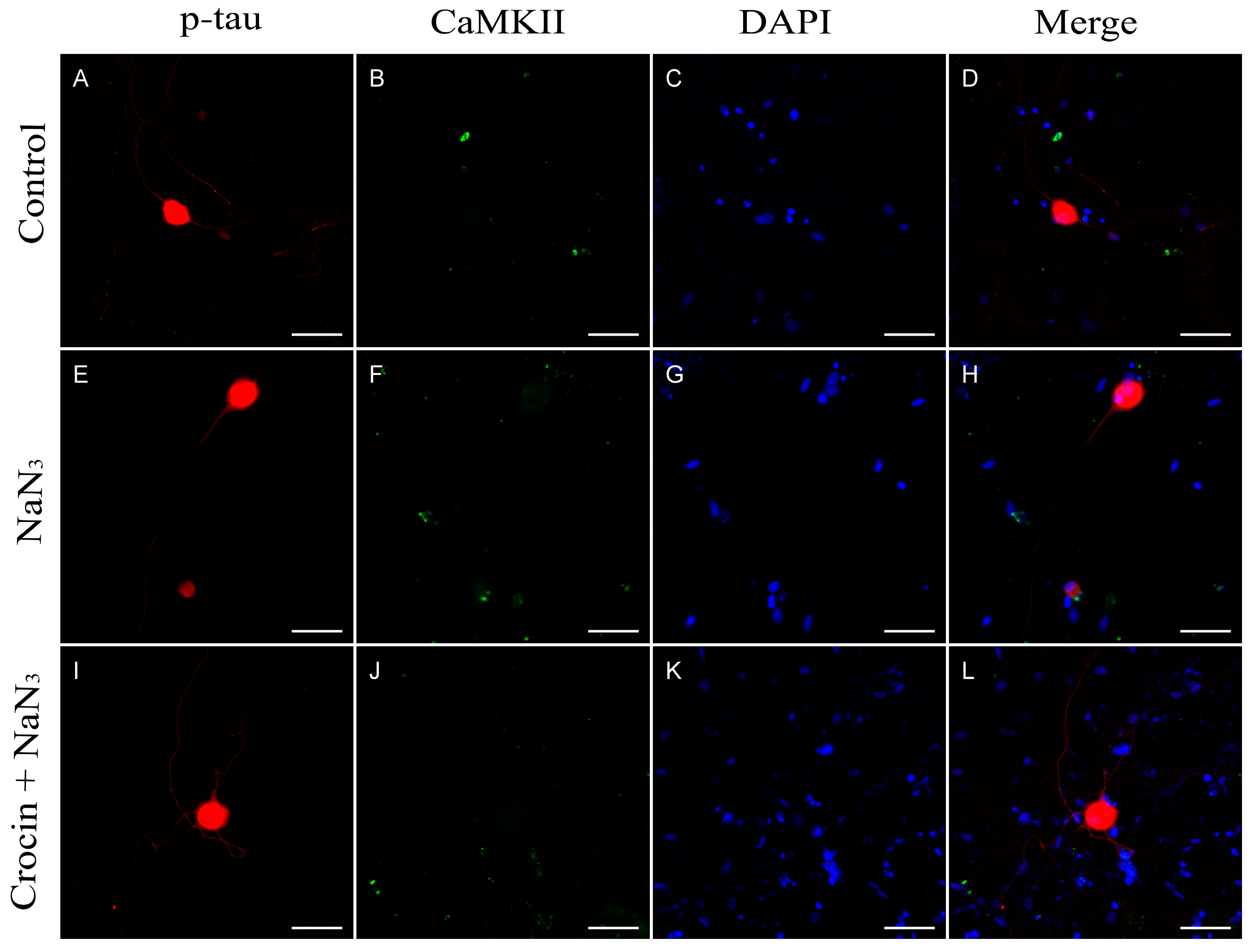 Molecules 29 00456 g005