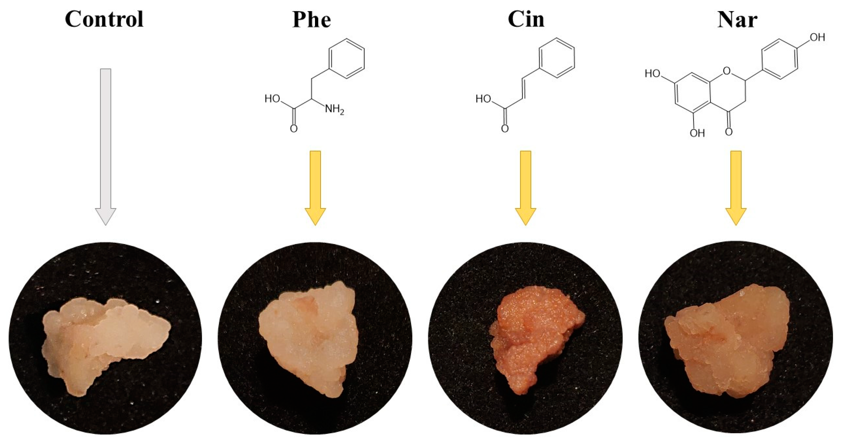 Molecules 29 00474 g002