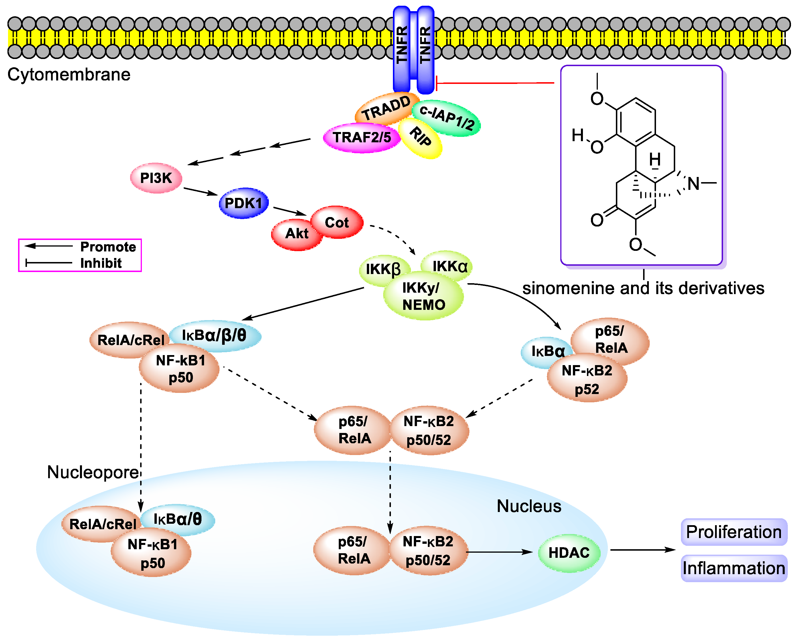 Molecules Free Full Text Multiple Bioactivities Of Manihot