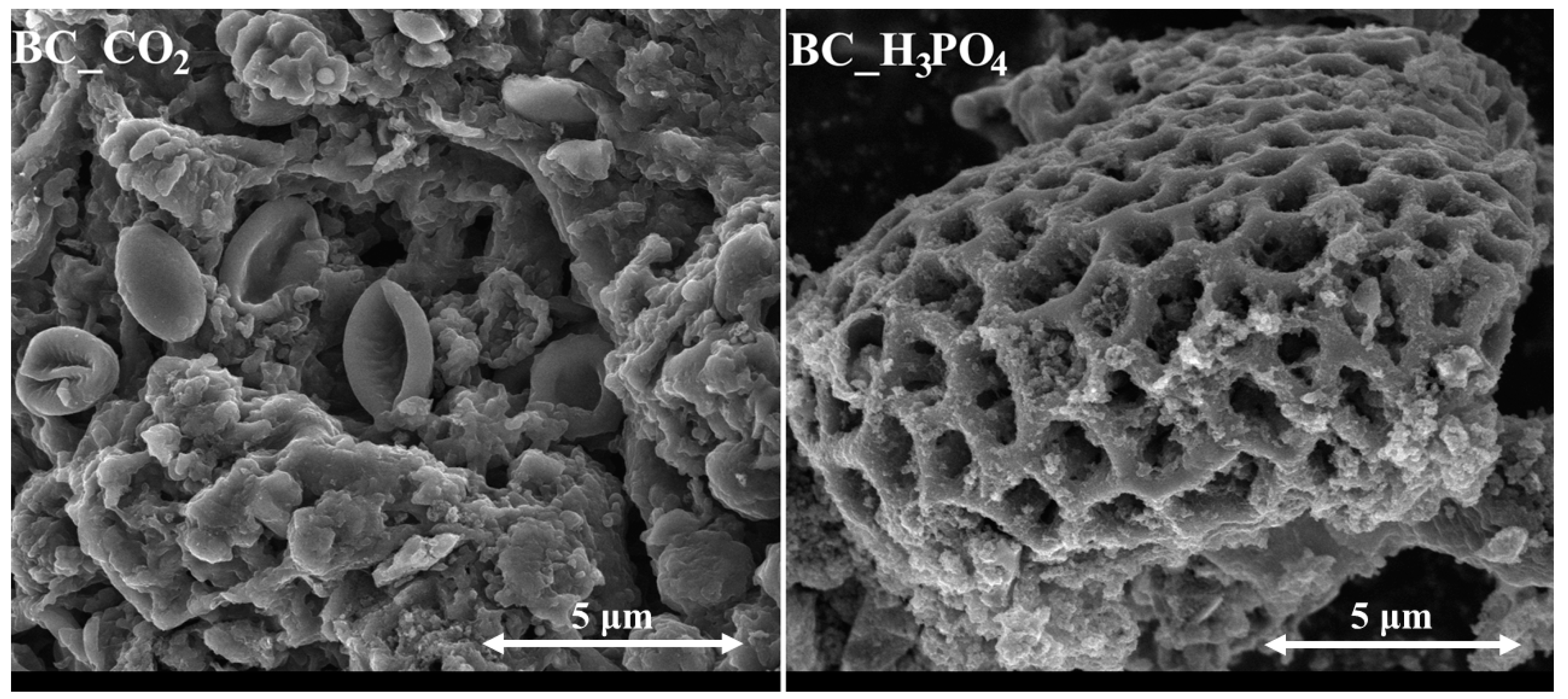 Molecules 29 00547 g002