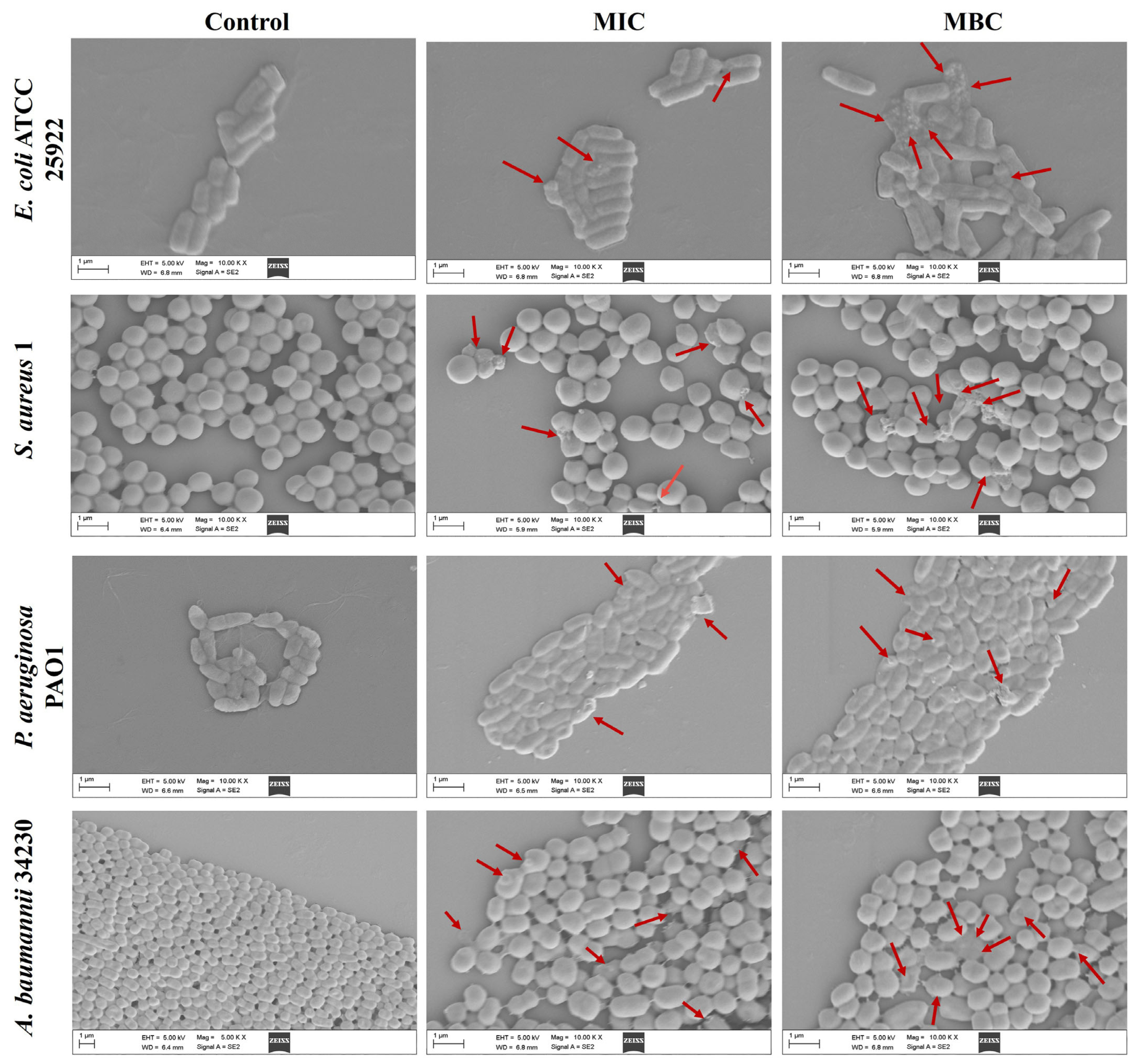 Molecules 29 00558 g002