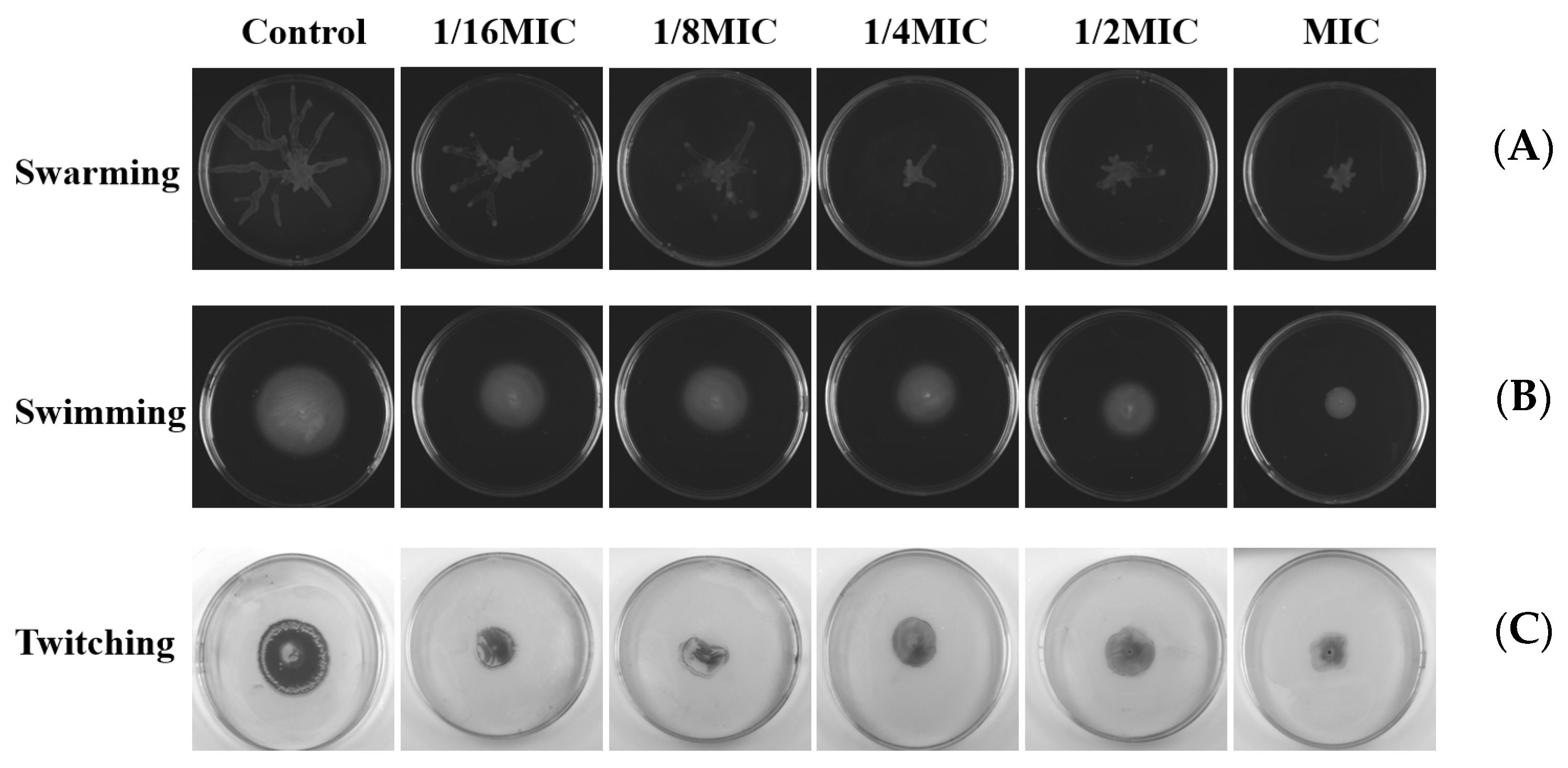 Molecules 29 00558 g011
