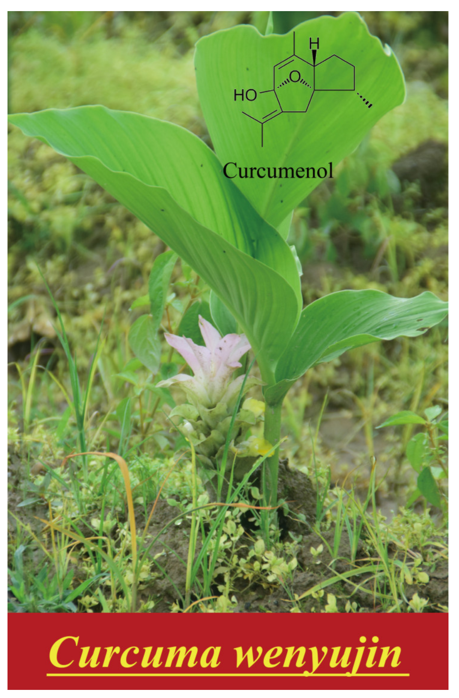 Molecules 29 00656 g001 Molecules 29 00656 g001