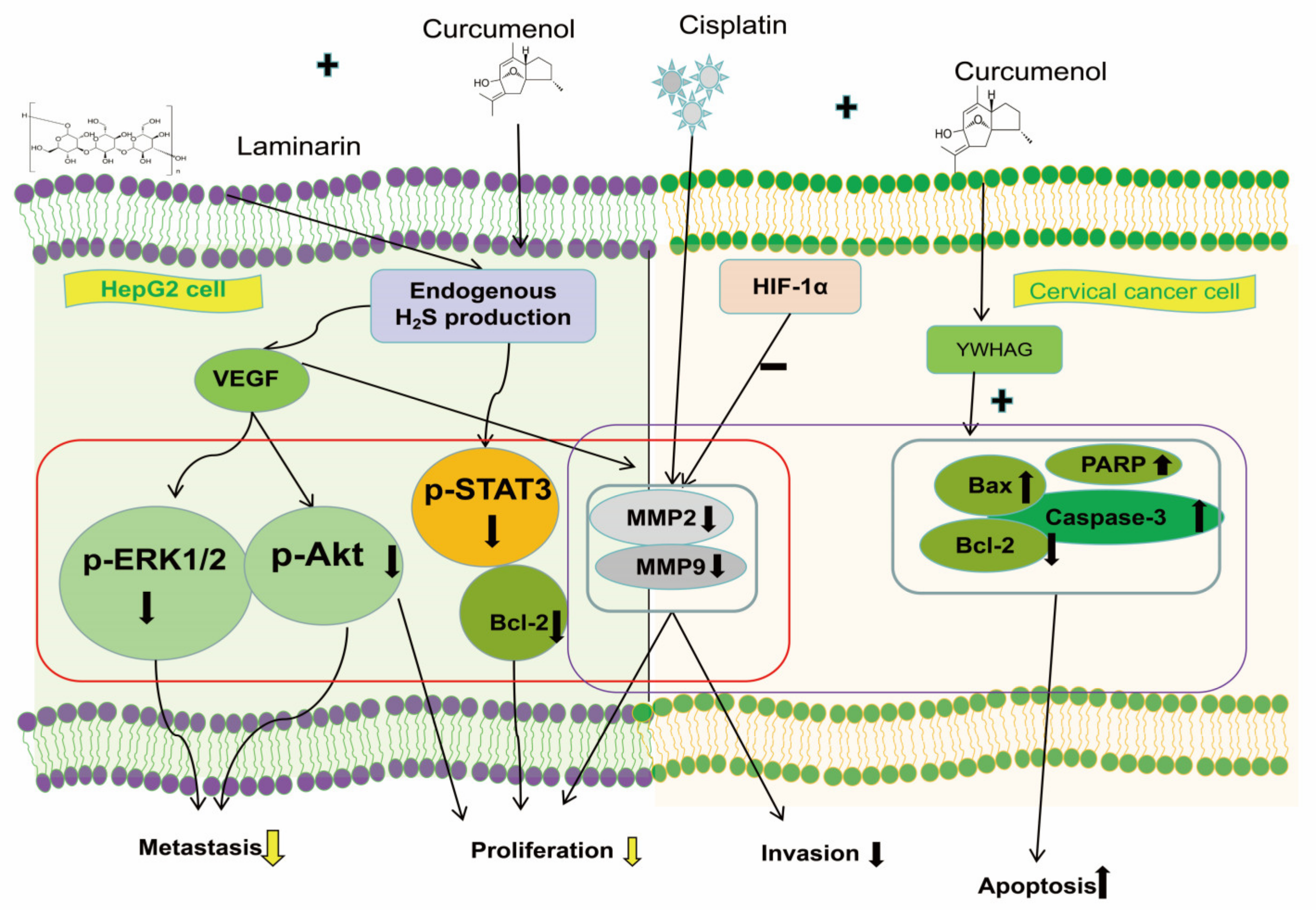 Molecules 29 00656 g003 Molecules 29 00656 g003