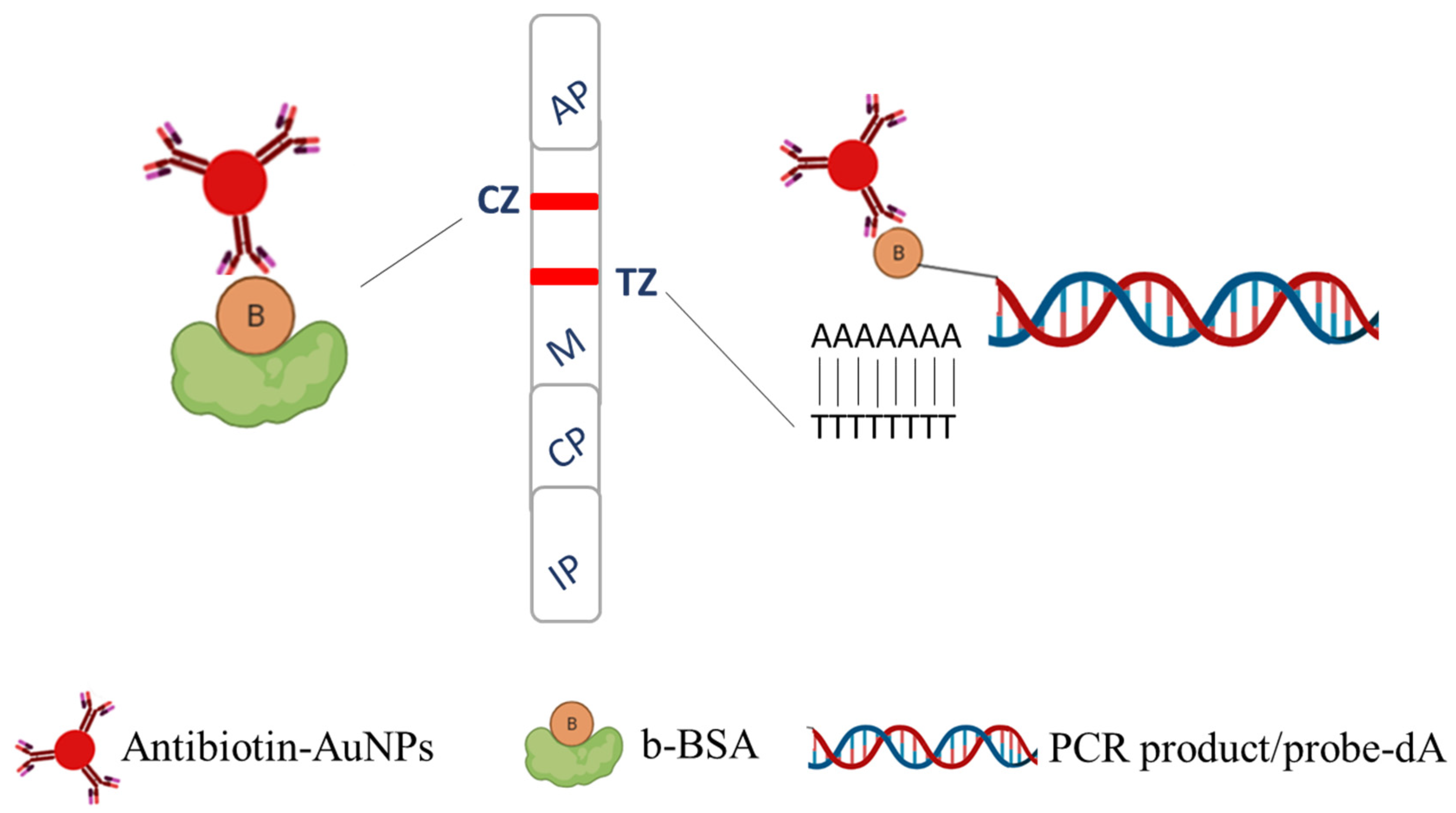 Molecules 29 00677 g001
