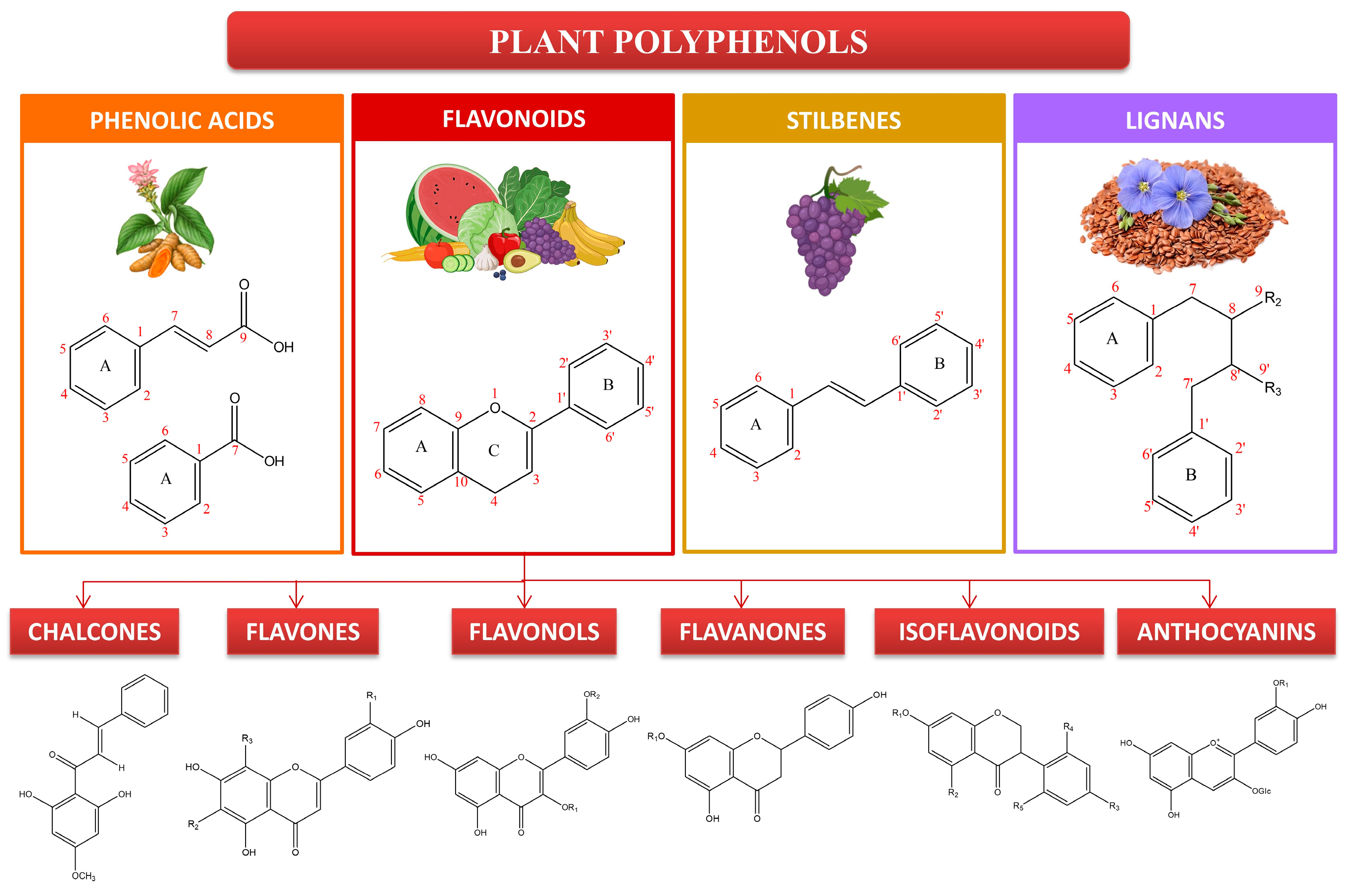 Molecules | Free Full-Text | The Promising Role of Polyphenols in 