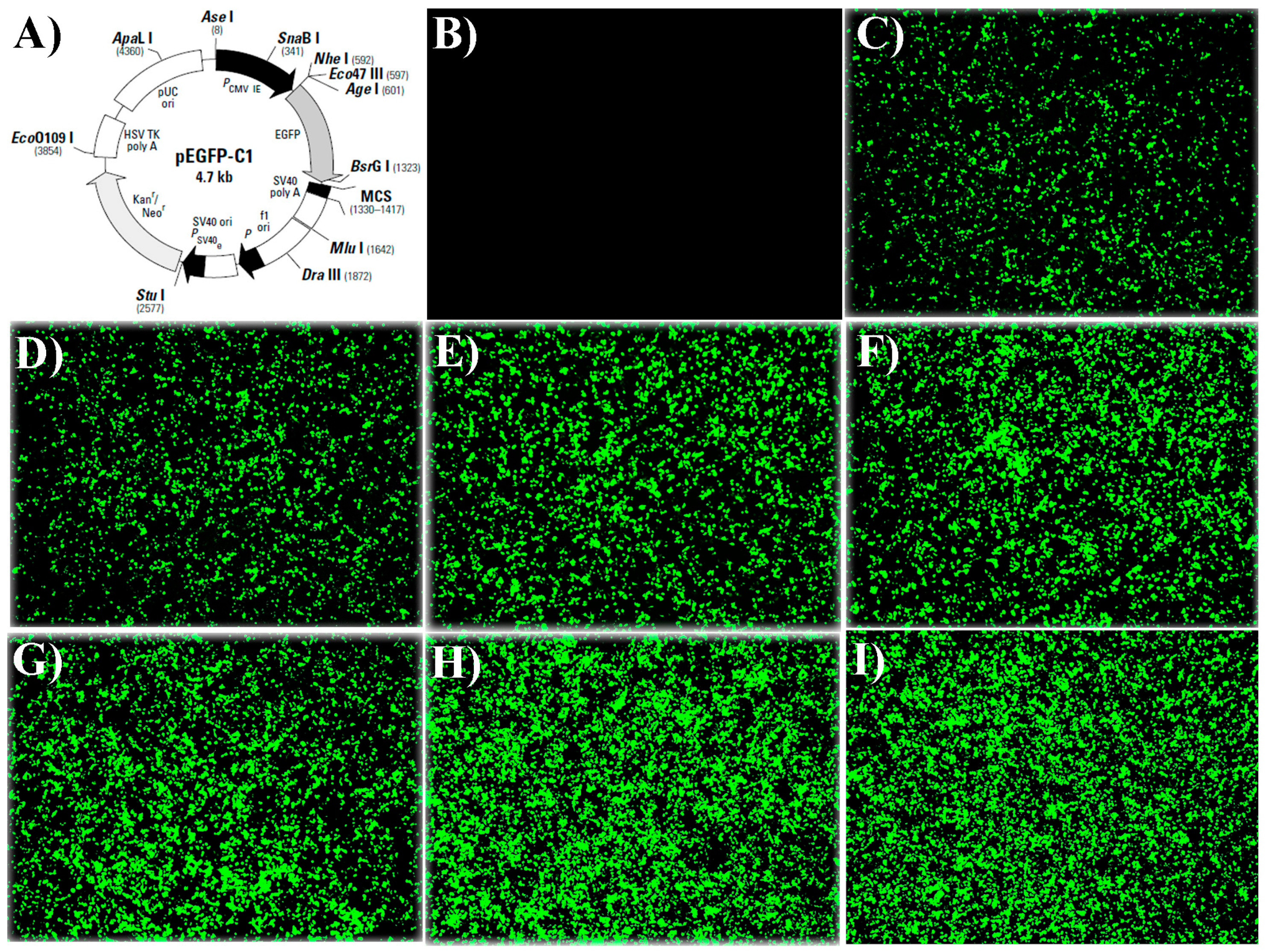 Molecules 29 00932 g001